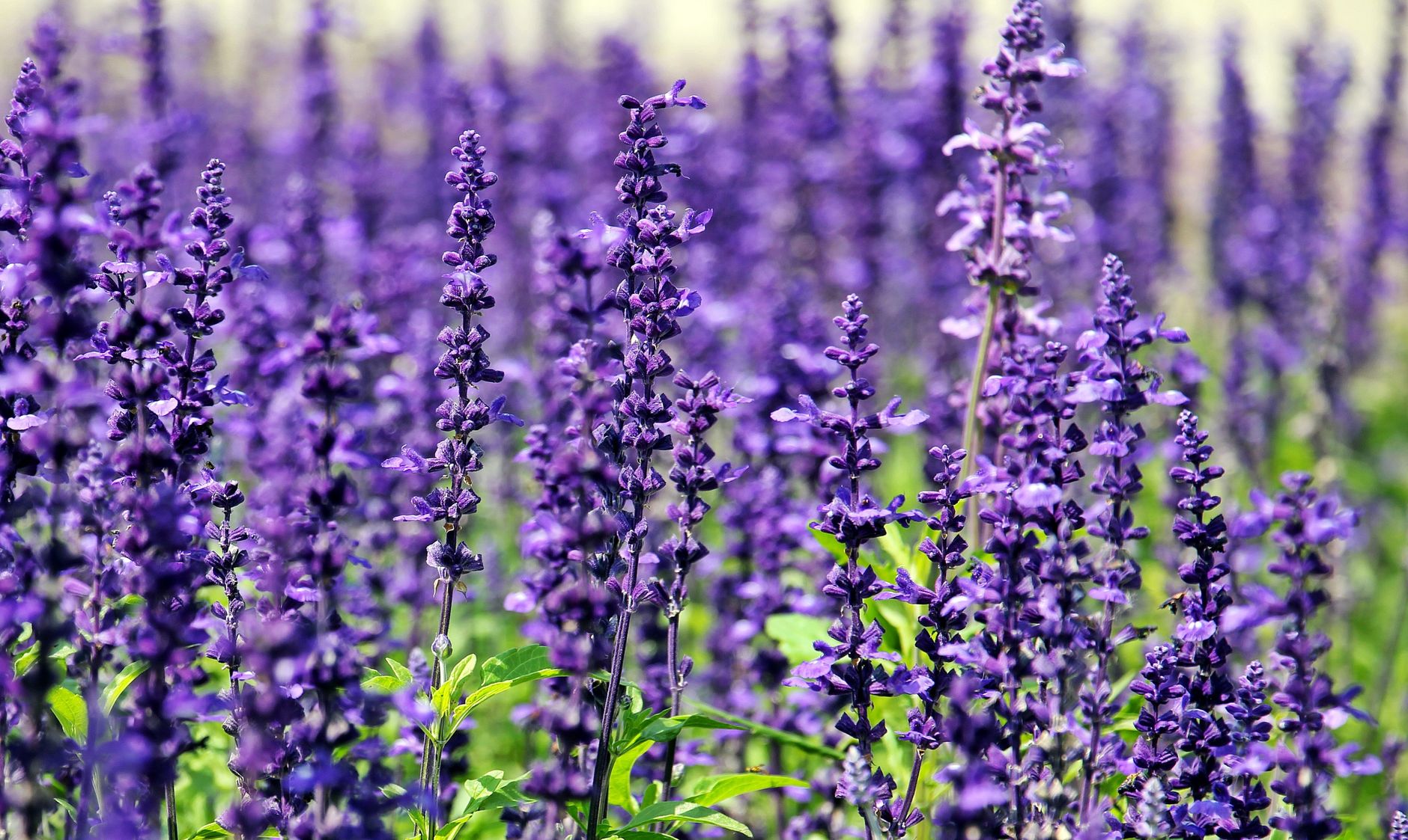 A stunning field of vibrant lavender flowers in full bloom under the daylight.