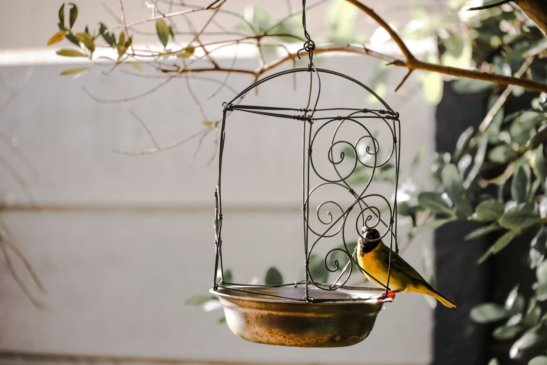 A vibrant yellow bird perched on an ornate metal bird feeder outdoors.