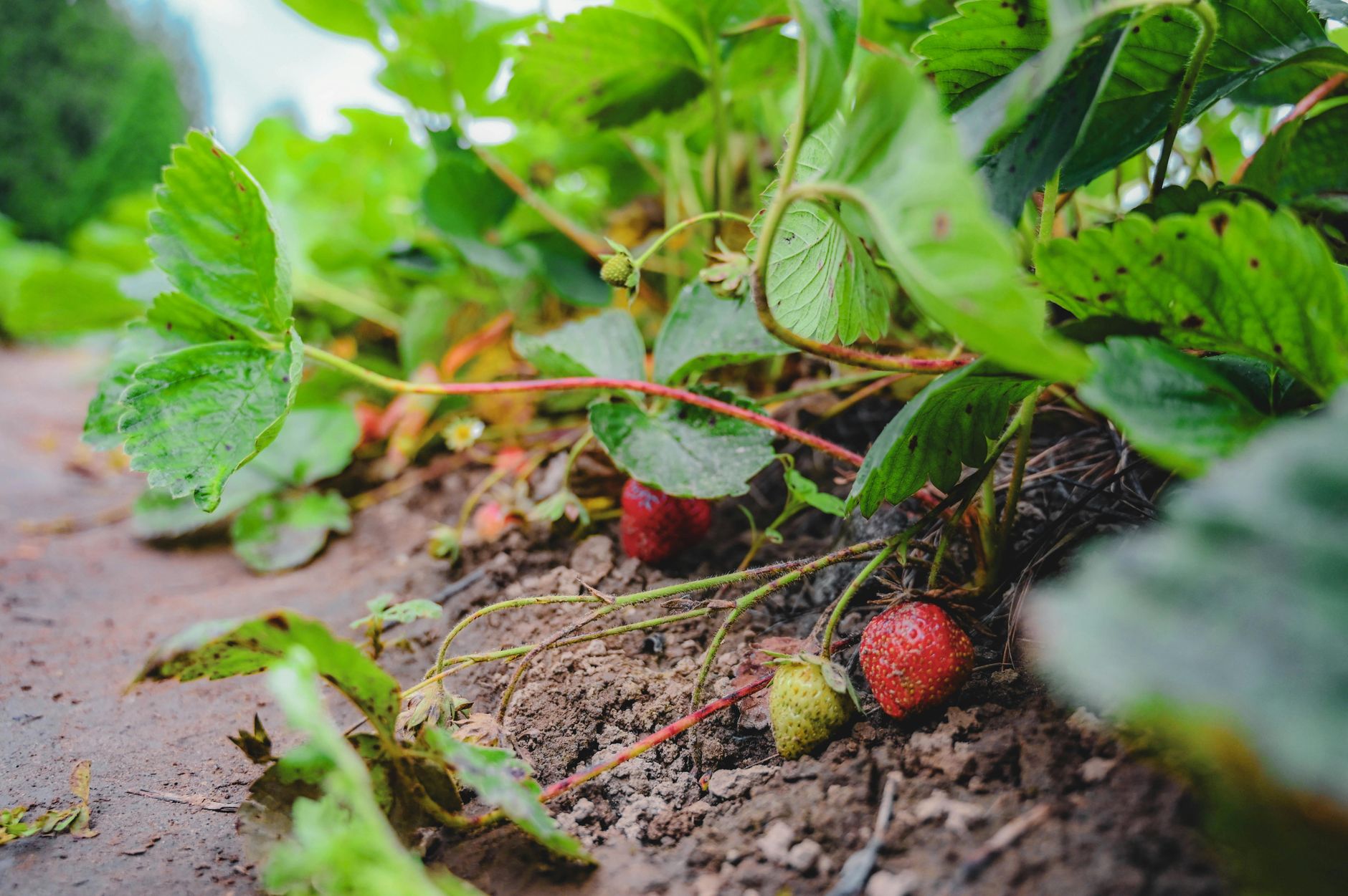 Close-up view of ripe strawberries on plants in a garden during summer.