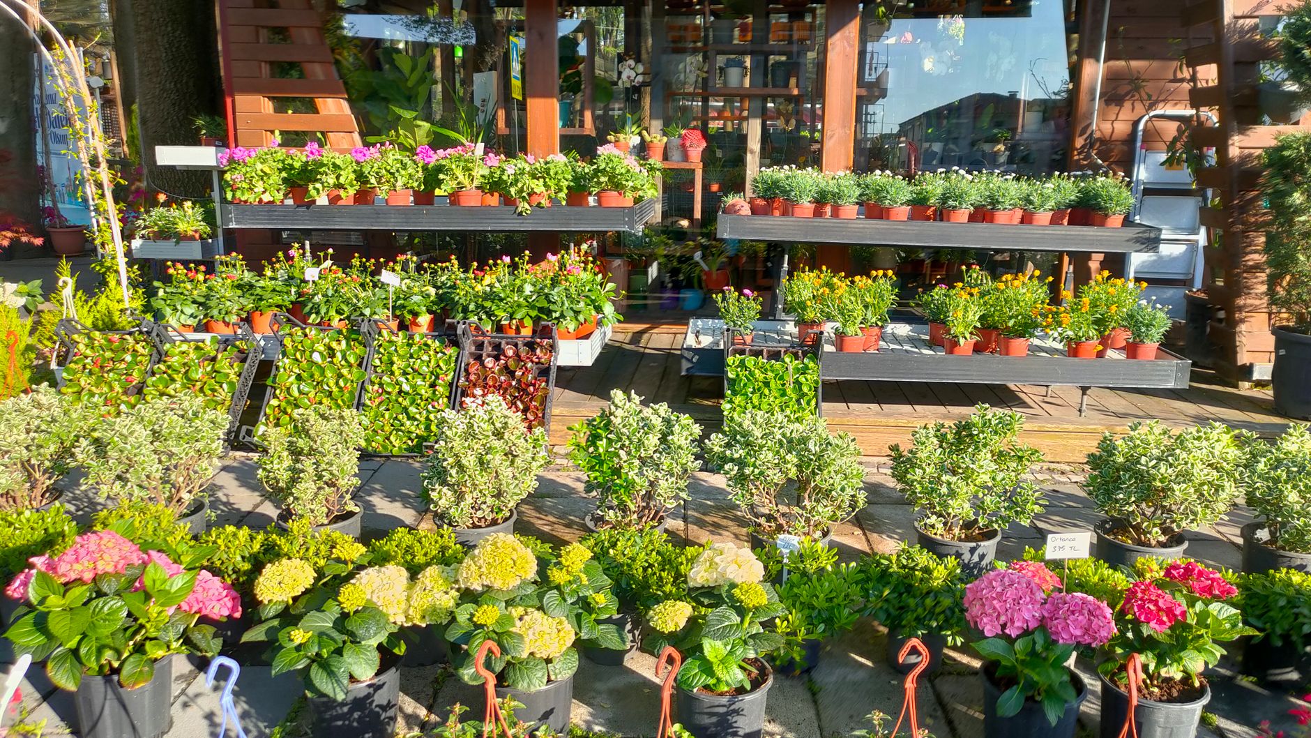 Colorful outdoor display of various potted plants and flowers at a nursery in Sakarya, Turkey.