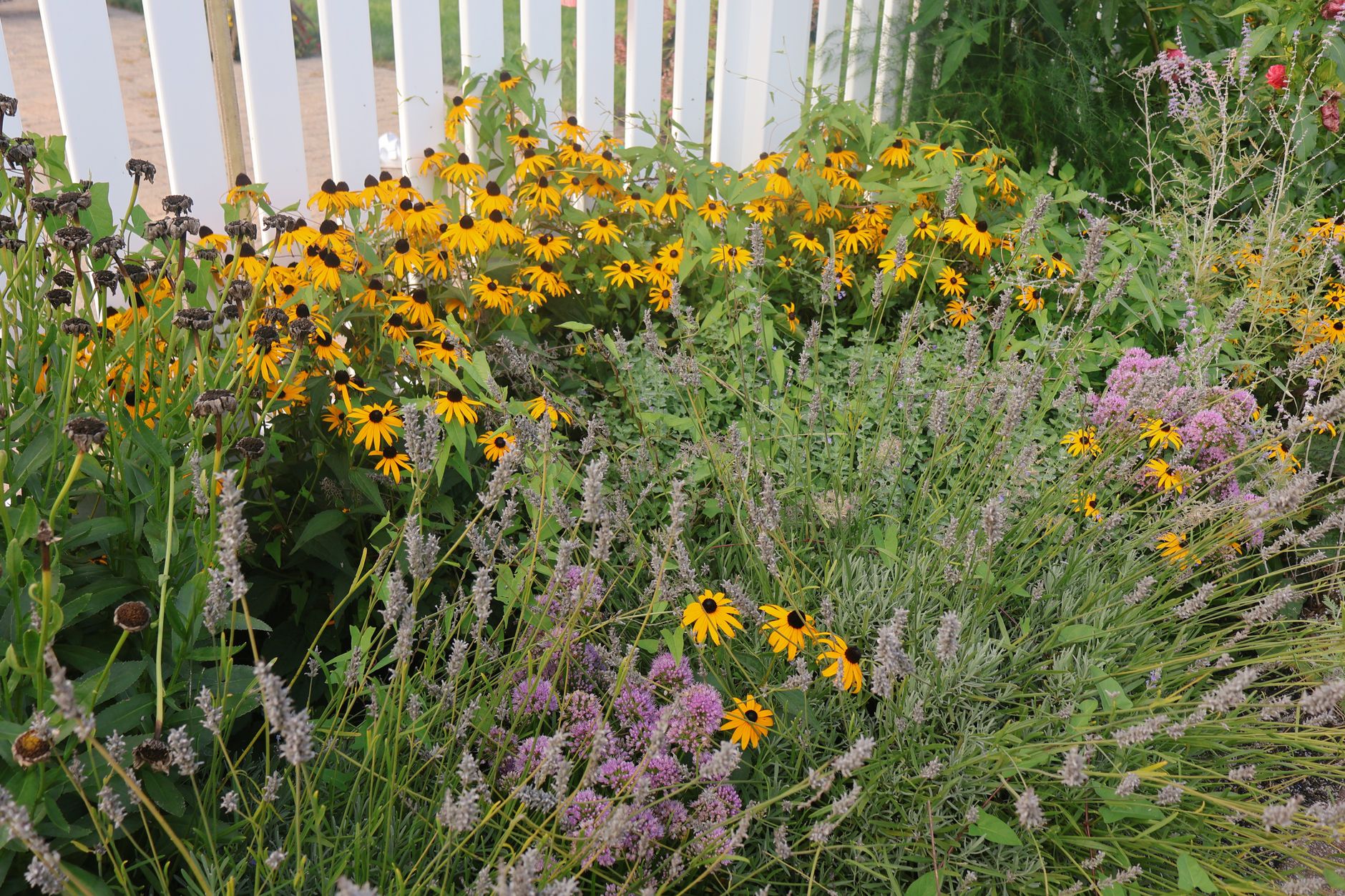 A lush garden featuring blooming wildflowers including lavender and black-eyed susans, set against a white fence.