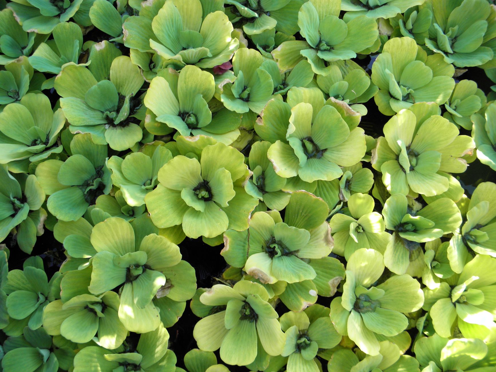 Close-up of lush green water lettuce (Pistia stratiotes) on a pond, creating a serene natural scene.