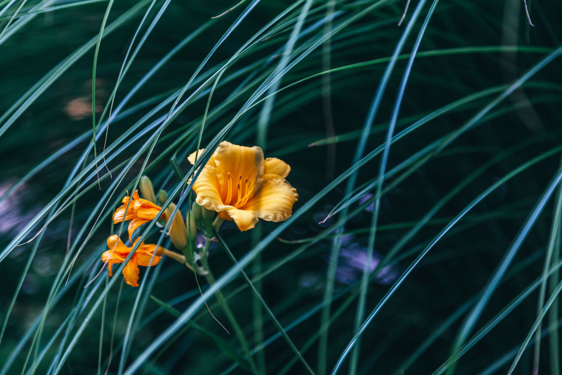 Vibrant yellow daylily blooming amidst green grass strands captures nature's elegance.