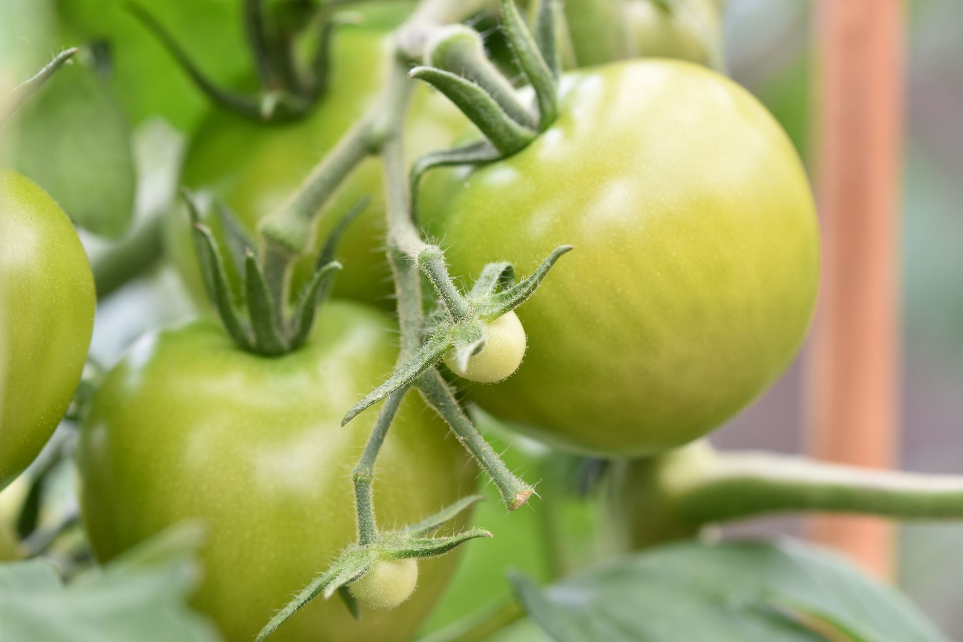 Close-up of unripe green tomatoes on the vine, perfect for organic gardening stock photos.