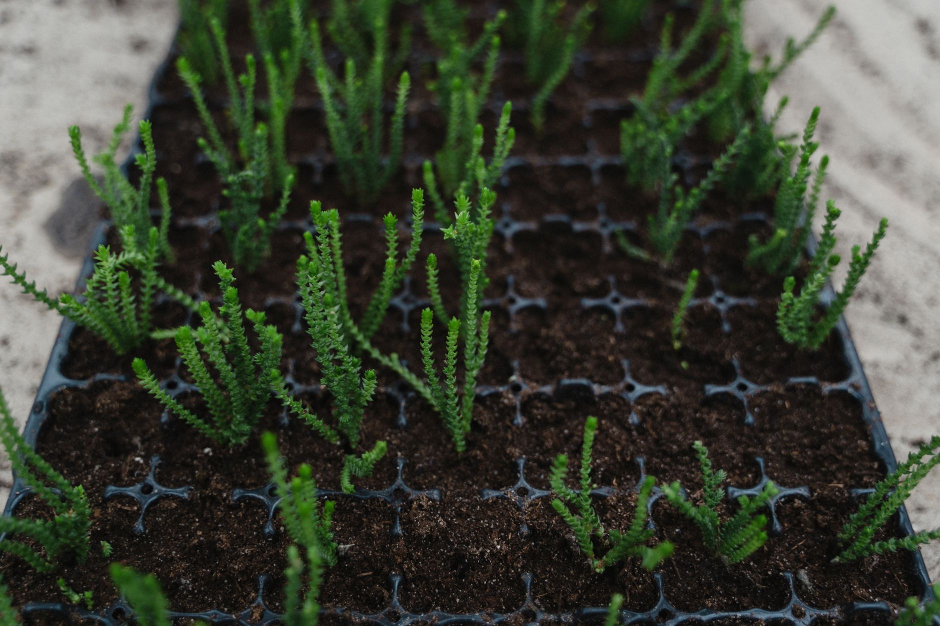 Top view of young Crassula seedlings in a tray, showcasing vibrant green growth against the dark soil.