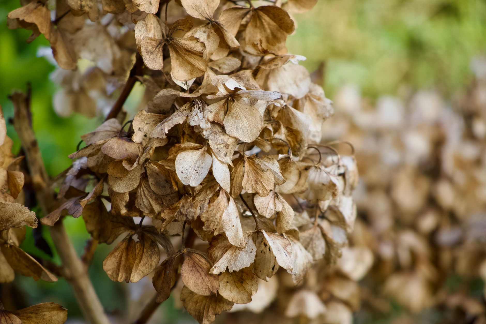 Detailed shot of dry hydrangea blossoms capturing the essence of fall.