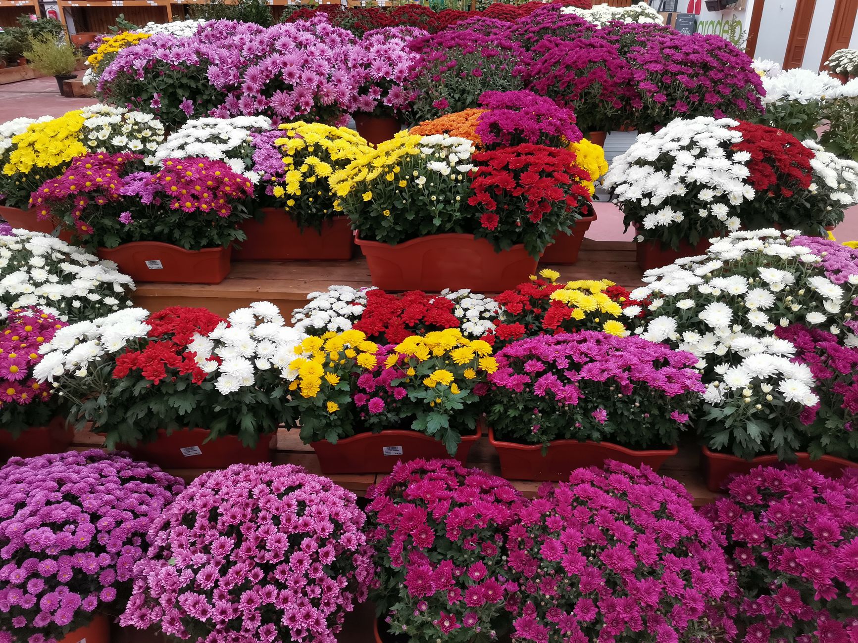 A colorful assortment of blooming chrysanthemums arranged in a garden setting.