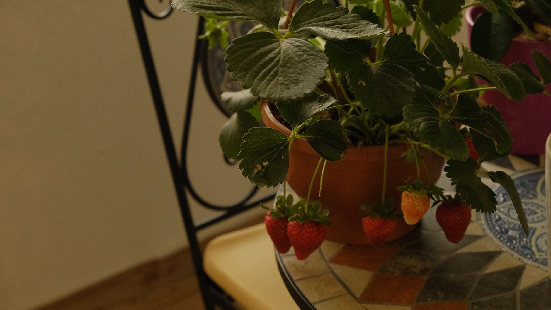 Close-up of a strawberry plant in a pot on a mosaic table indoors.