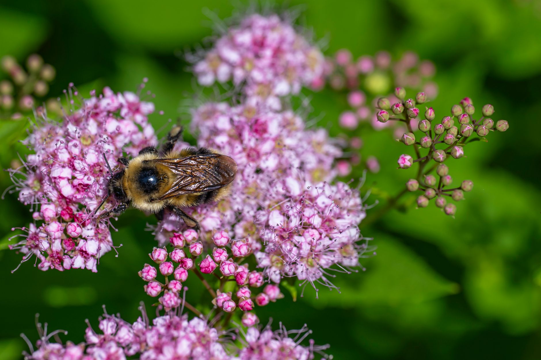 Close-up of a bumblebee collecting pollen on vibrant pink flowers in Rouyn-Noranda.