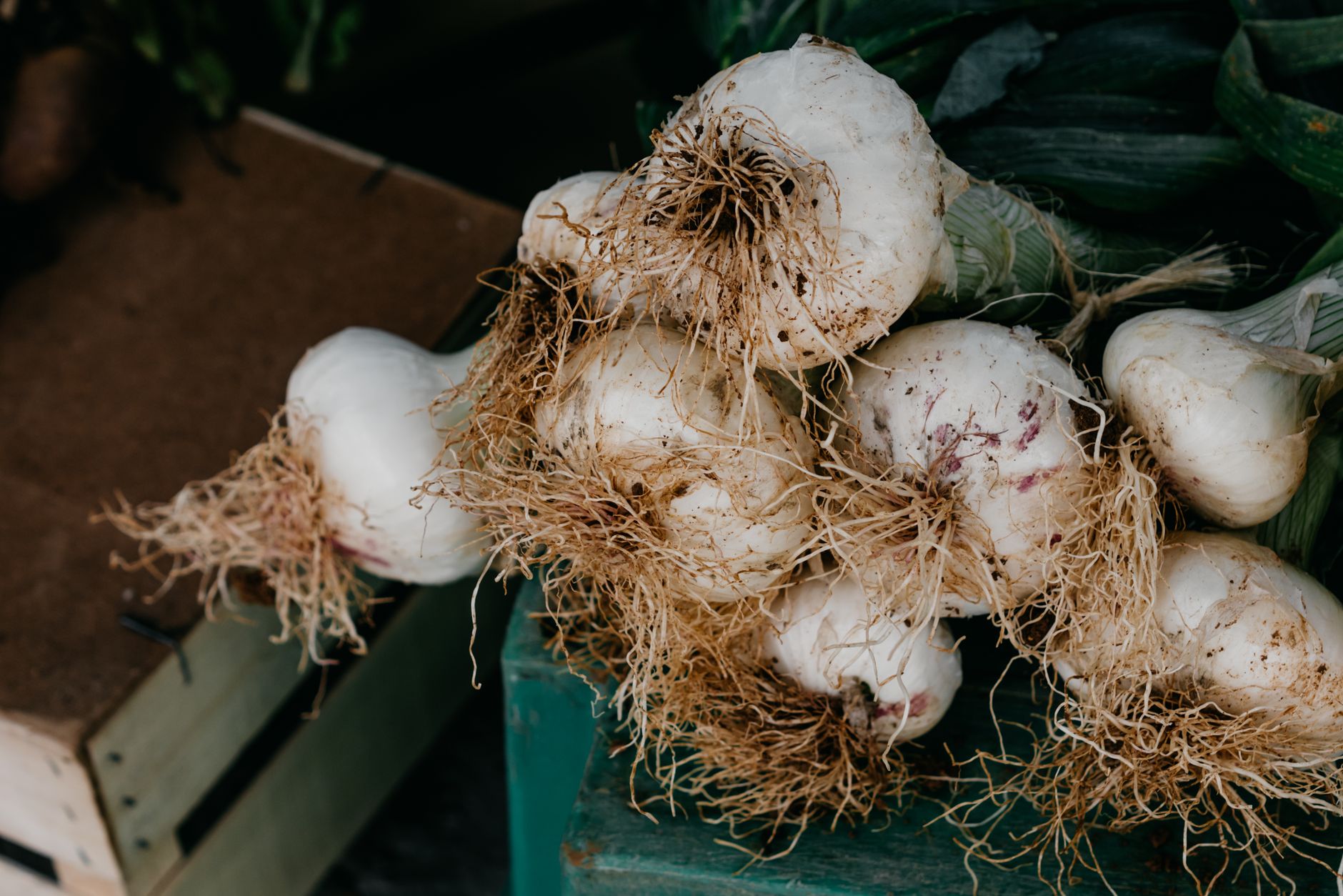 Close-up view of freshly harvested organic garlic bulbs with roots attached.