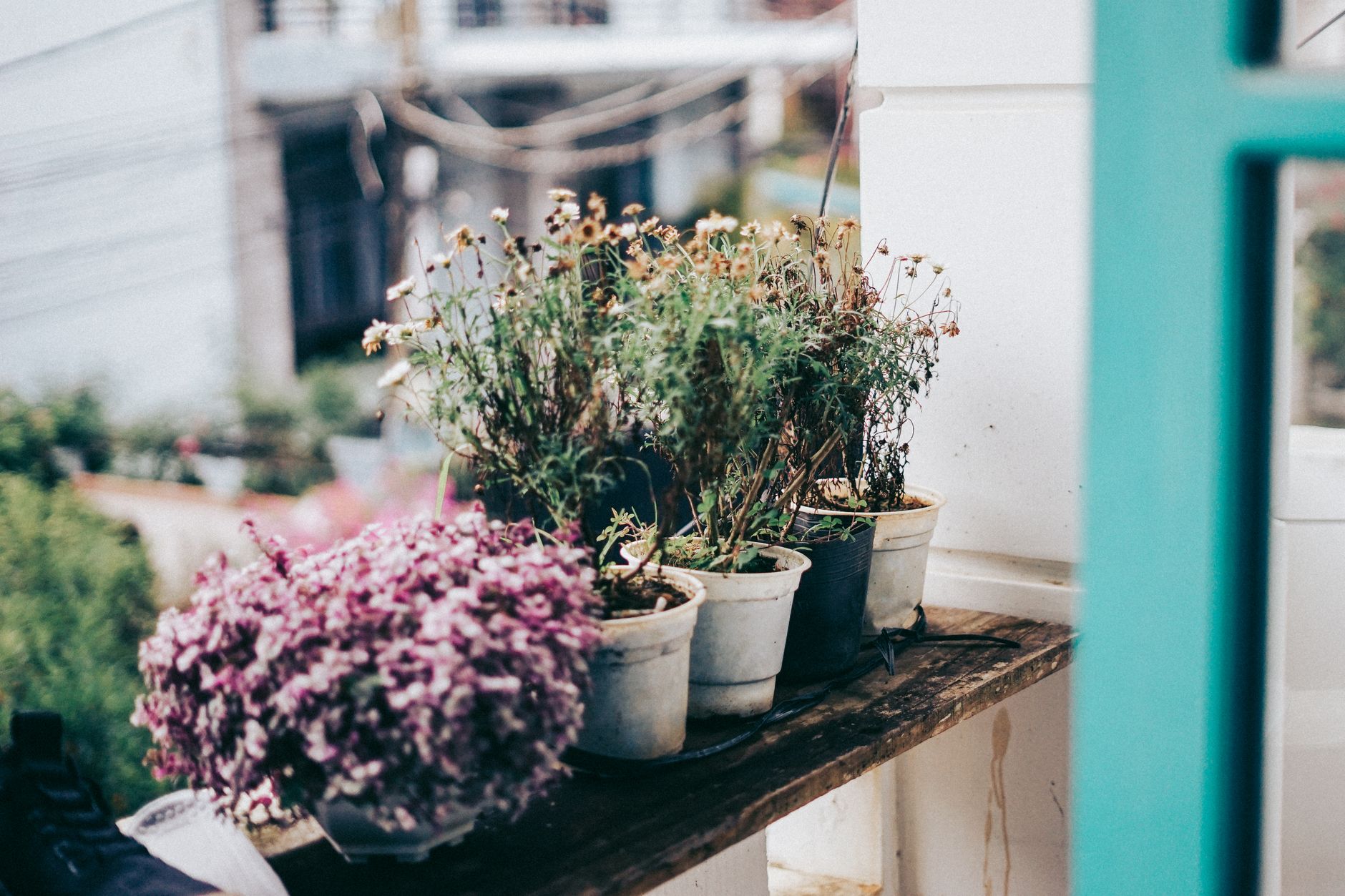 An artistic view of withering potted plants on a balcony, showcasing natural charm.