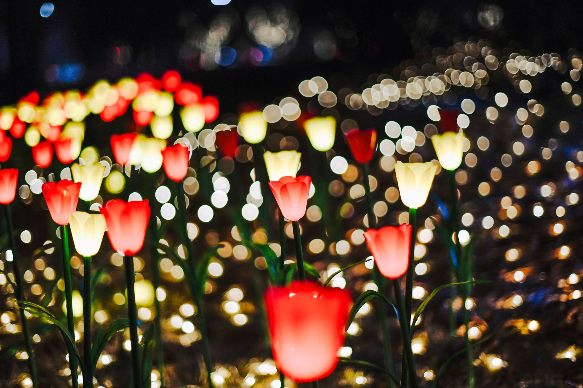 Brightly lit tulip garden with colorful LED flowers glowing against a night backdrop.