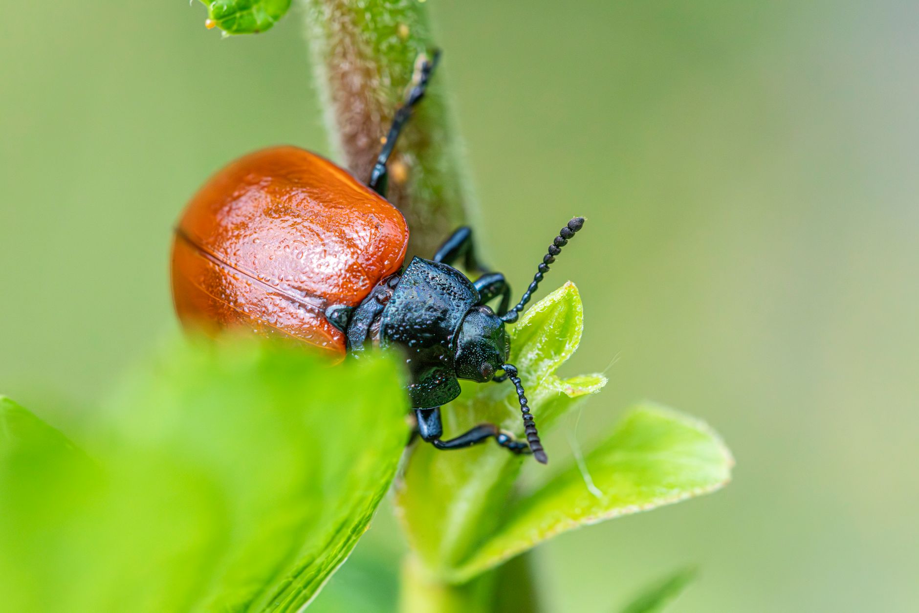 Close-up of a red poplar leaf beetle (Chrysomela populi) on a vibrant green leaf.