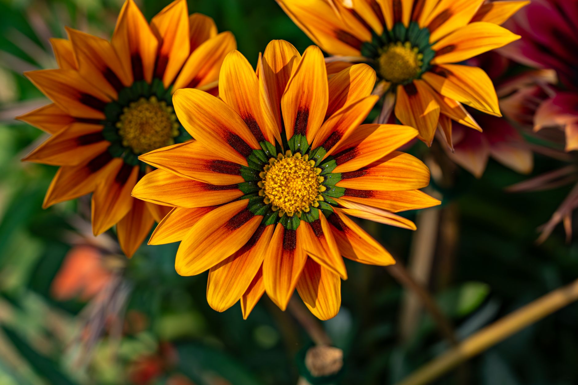 Colorful Gazania flowers with striking orange and yellow petals captured in a vibrant garden setting.