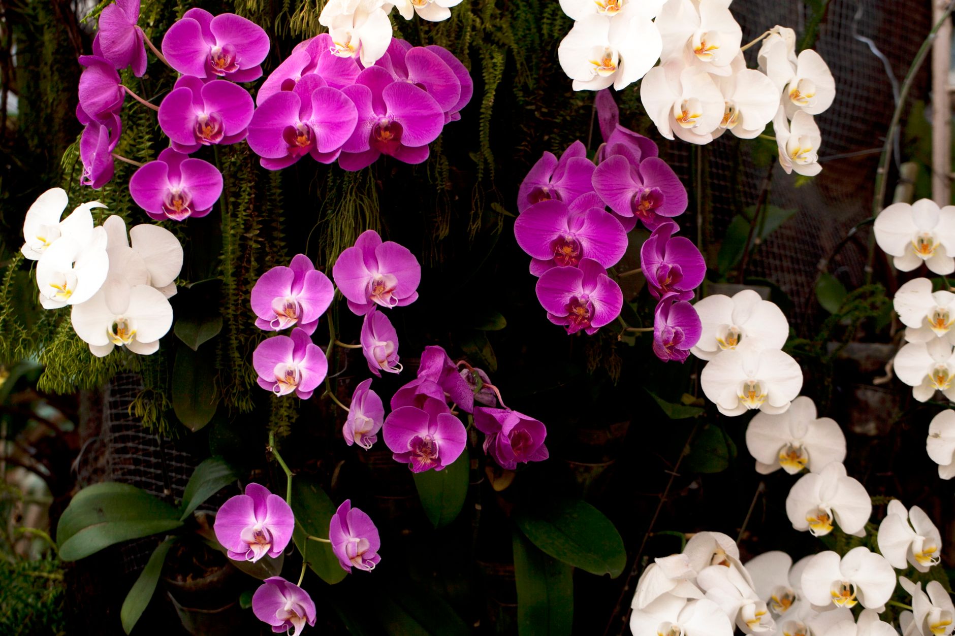 Colorful orchids with pink and white blooms showcasing nature's beauty indoors.