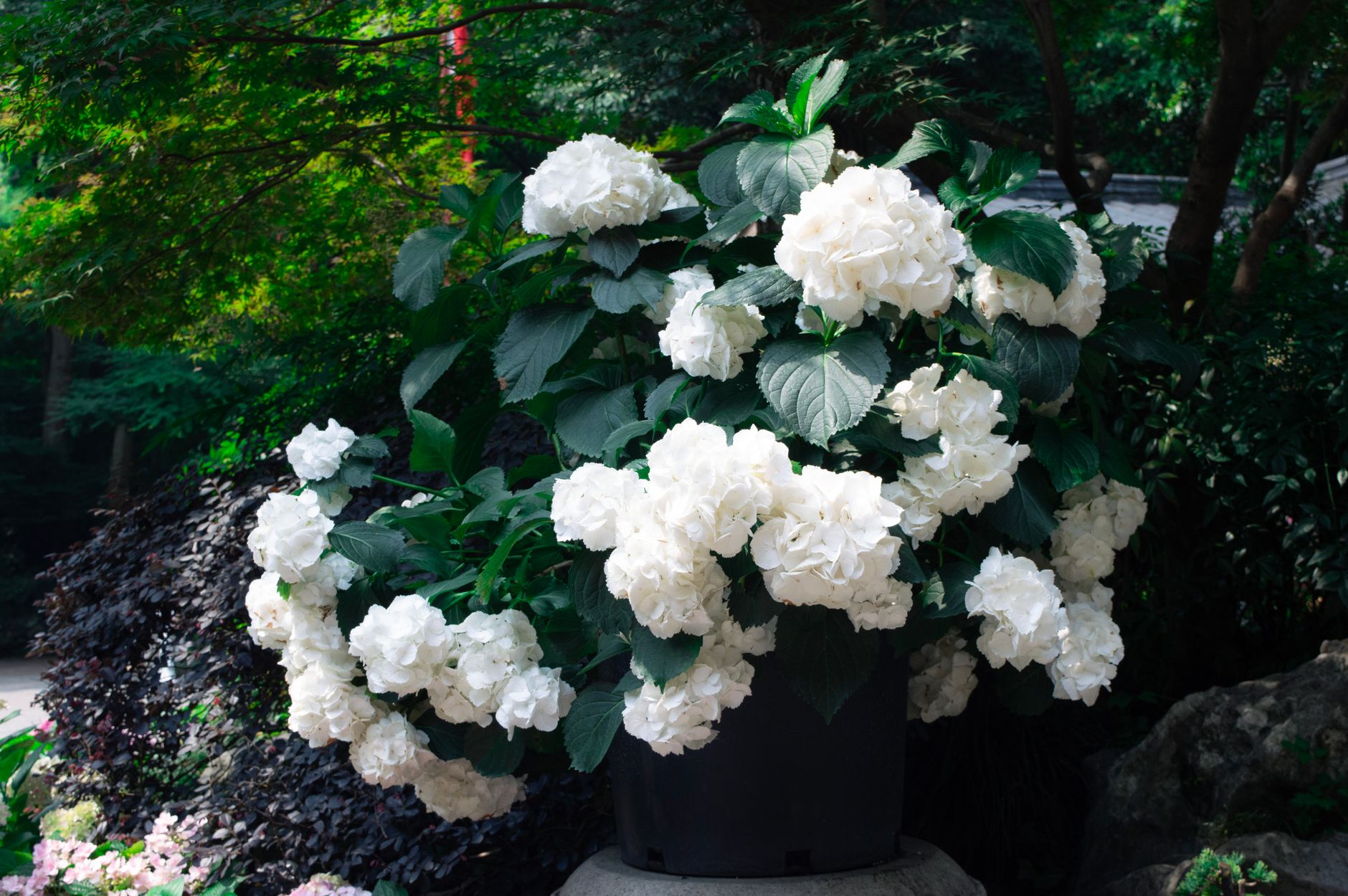 Beautiful white hydrangeas in full bloom with lush green leaves in an outdoor garden.