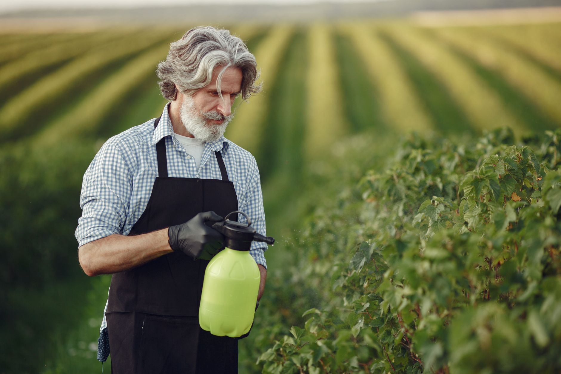 Elderly man gardening in orchard, inspecting crops with sprayer.