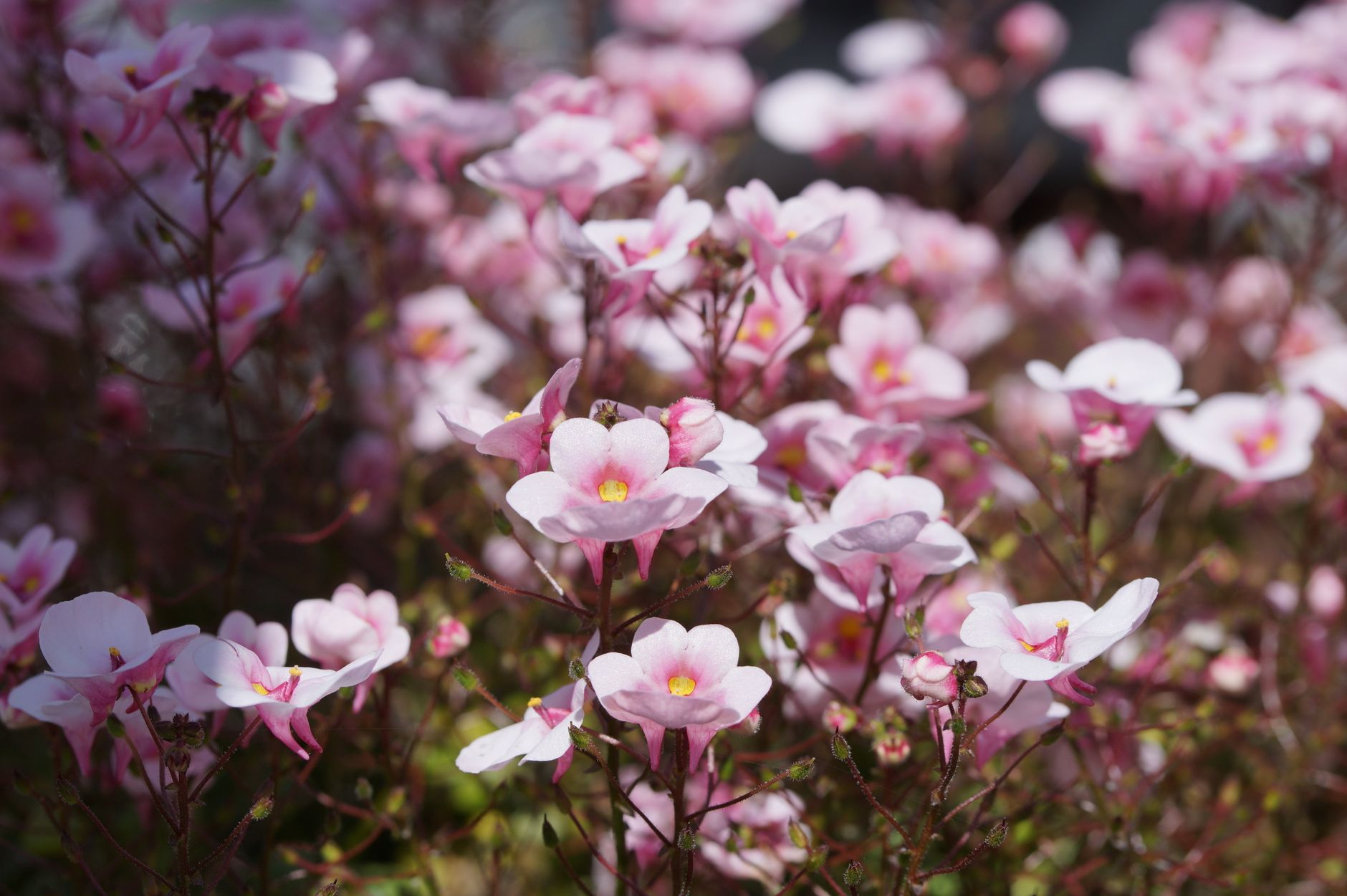 A vibrant close-up of pink twinspur flowers in full bloom, photographed in Astrup, Denmark.