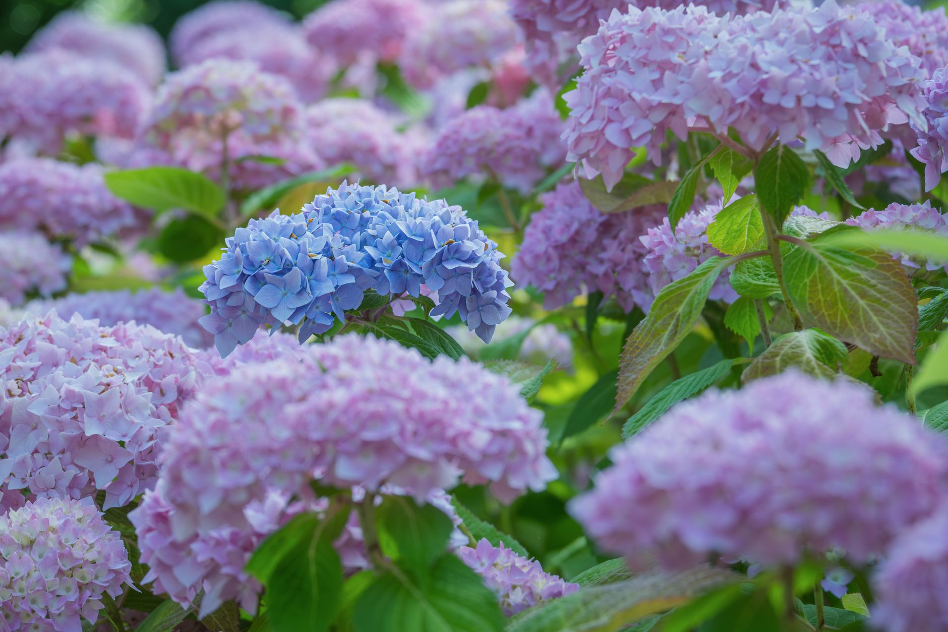 A lush cluster of pink and blue hydrangeas in full bloom during summer.