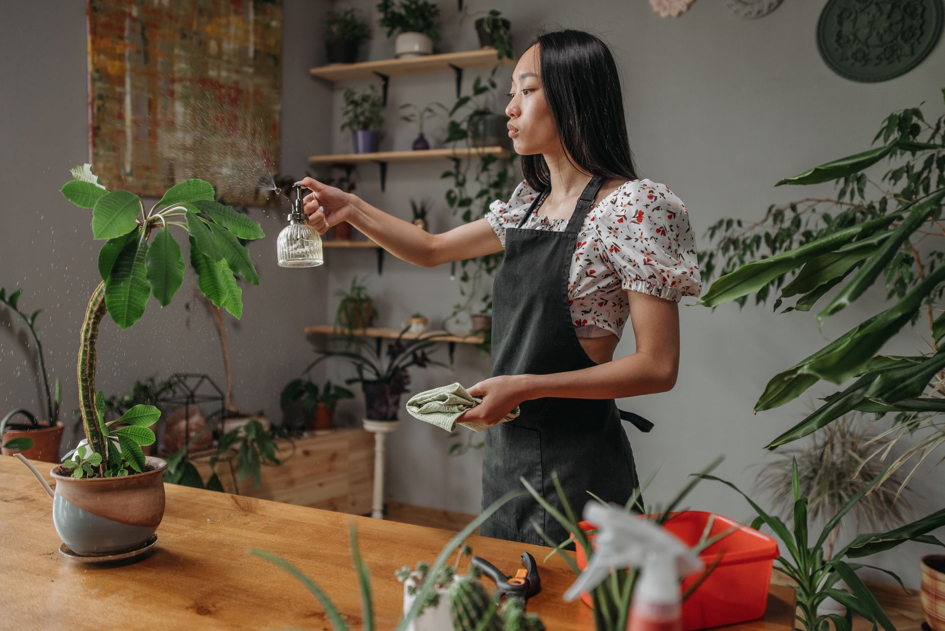 Woman in apron sprays potted plants indoors with care and focus.