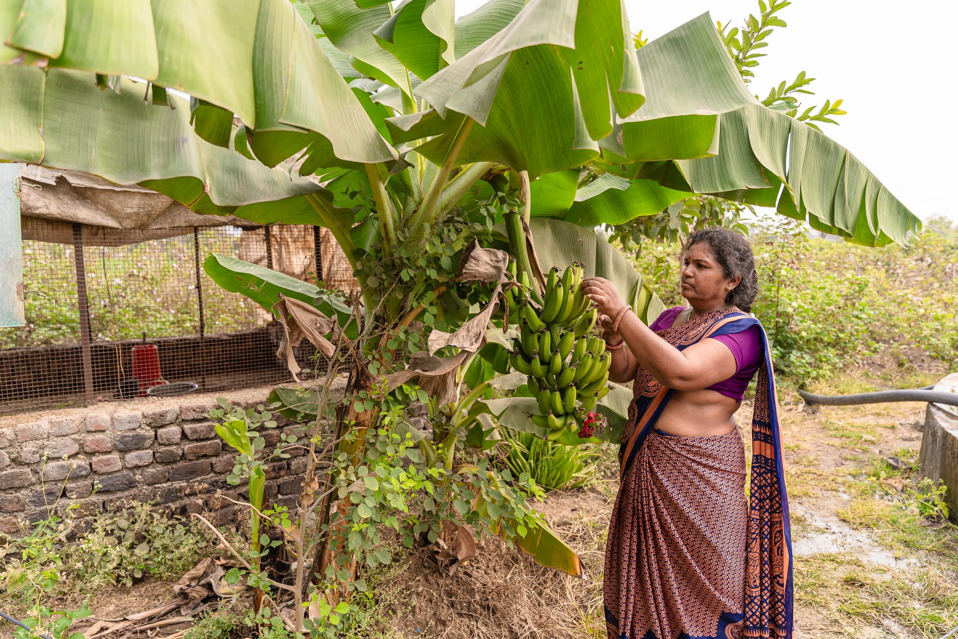 A woman harvesting bananas on a farm in Nagpur, India, showcasing traditional farming practices.