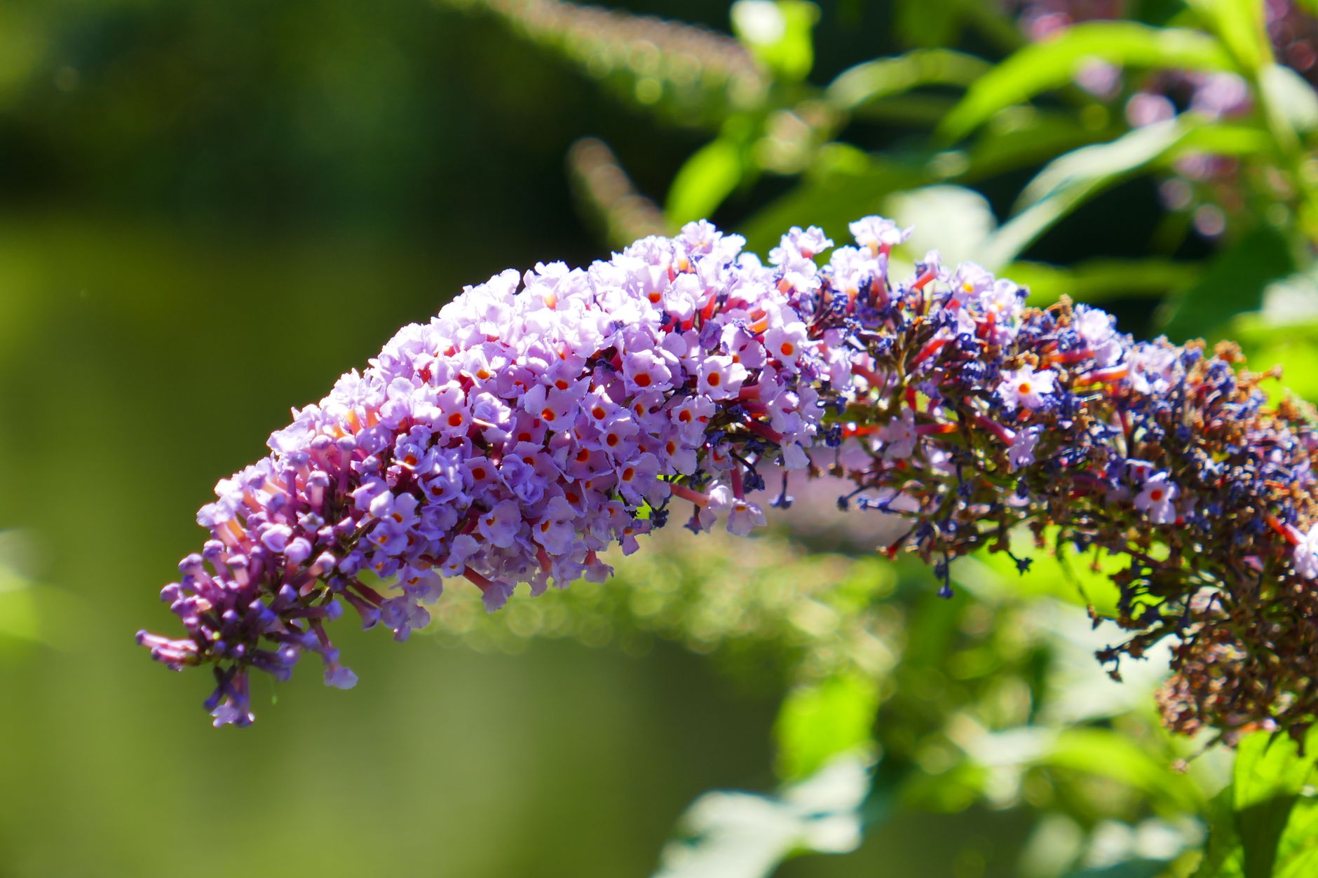 Vivid close-up of a purple butterfly bush flower in full bloom against a lush green background.