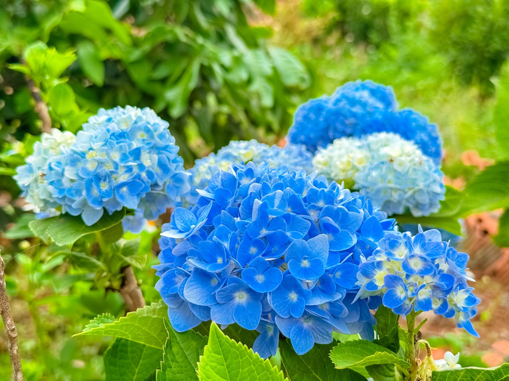 Vibrant blue hydrangea flowers captured in a lush garden in Gia Lai, Vietnam.