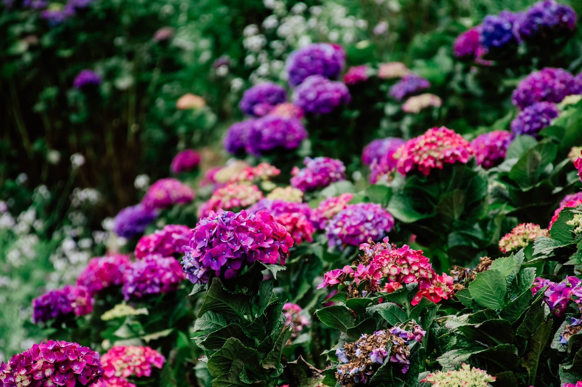 Stunning hydrangea flowers in vivid colors create a lush and vibrant floral scene.