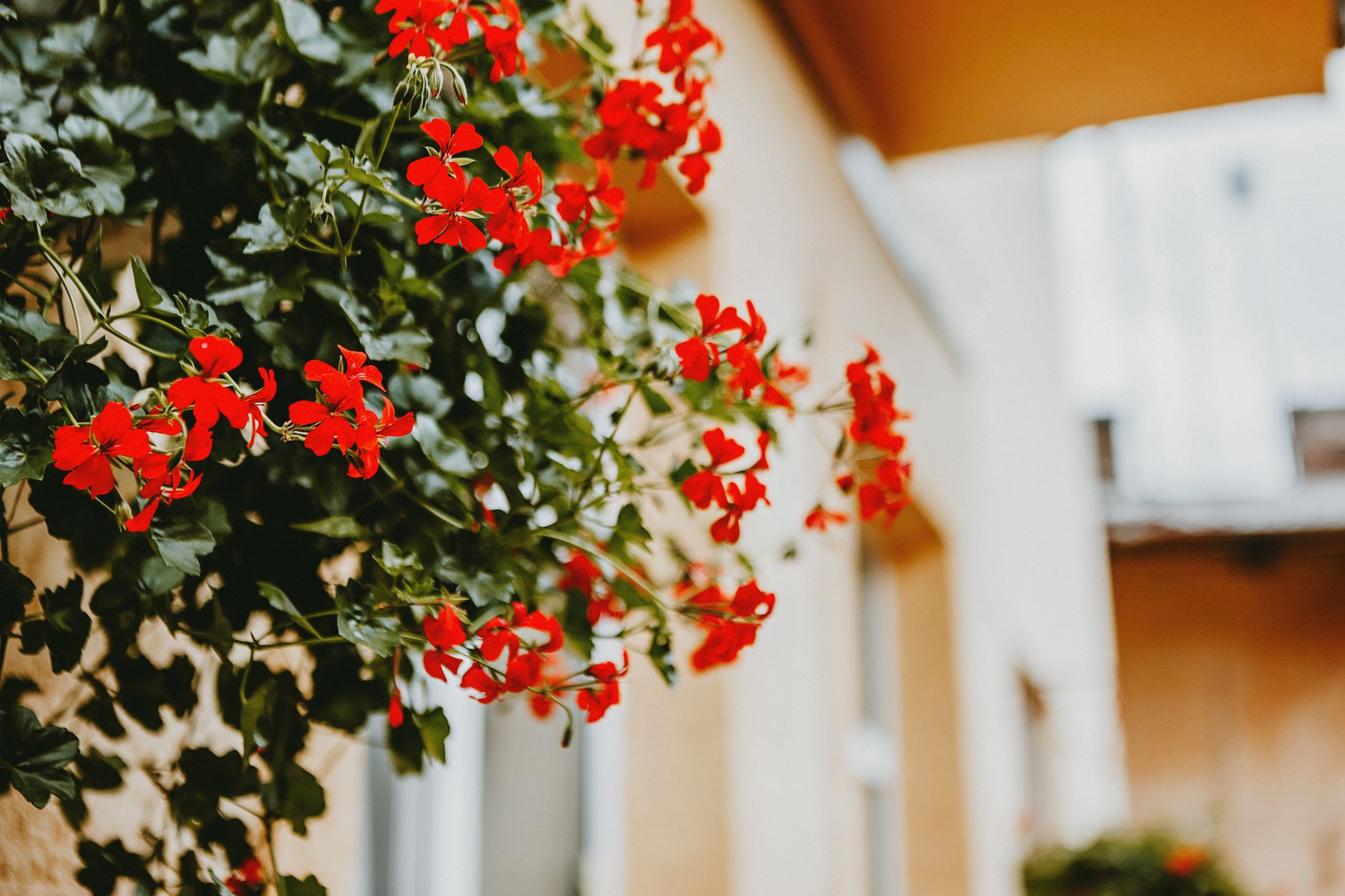 Low angle of bright red blooming flowers with green leaves of pelargonia growing on balcony of residential house
