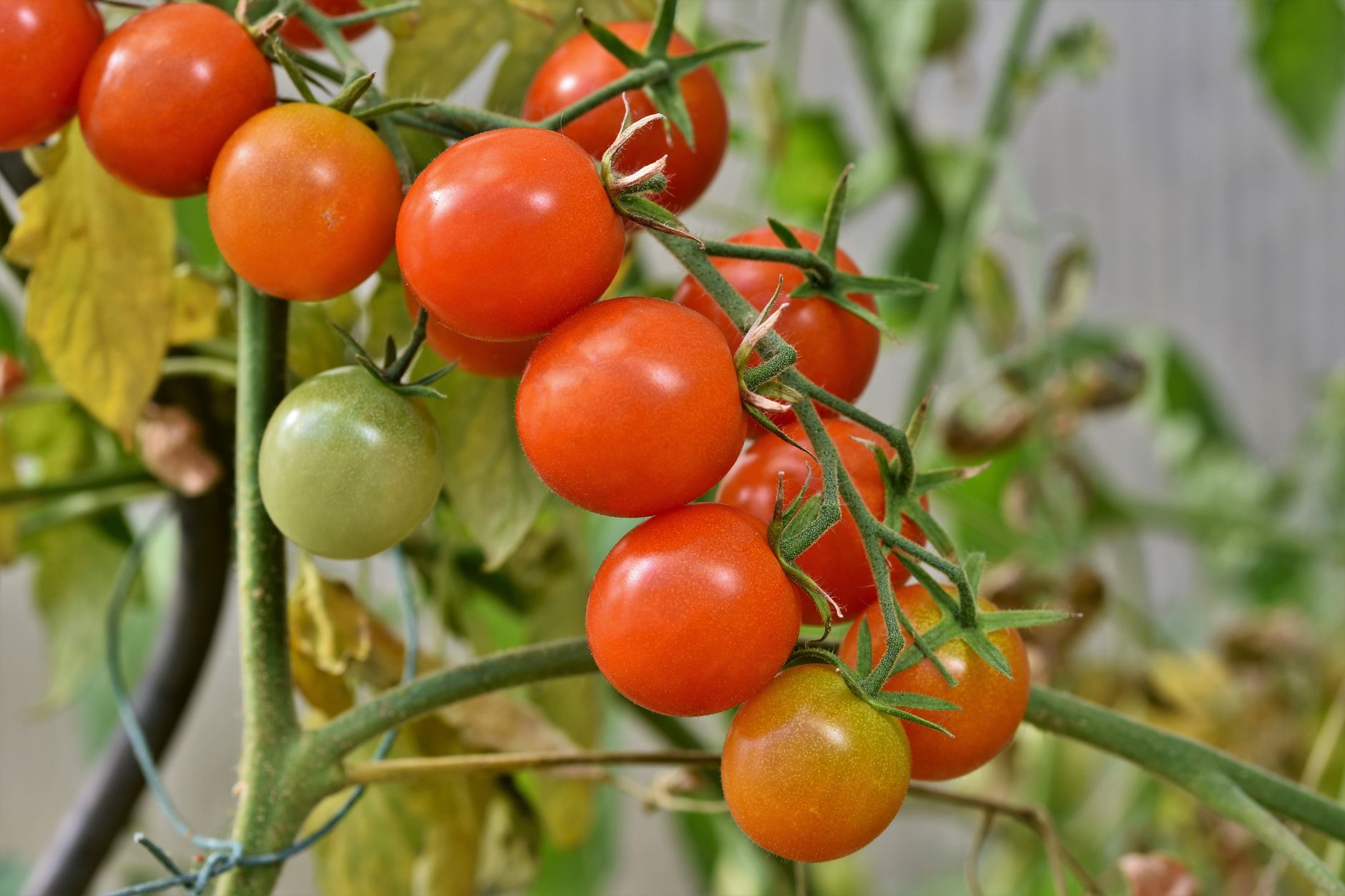 Close-up of ripe cherry tomatoes on the vine, showcasing vibrant colors and healthy growth.