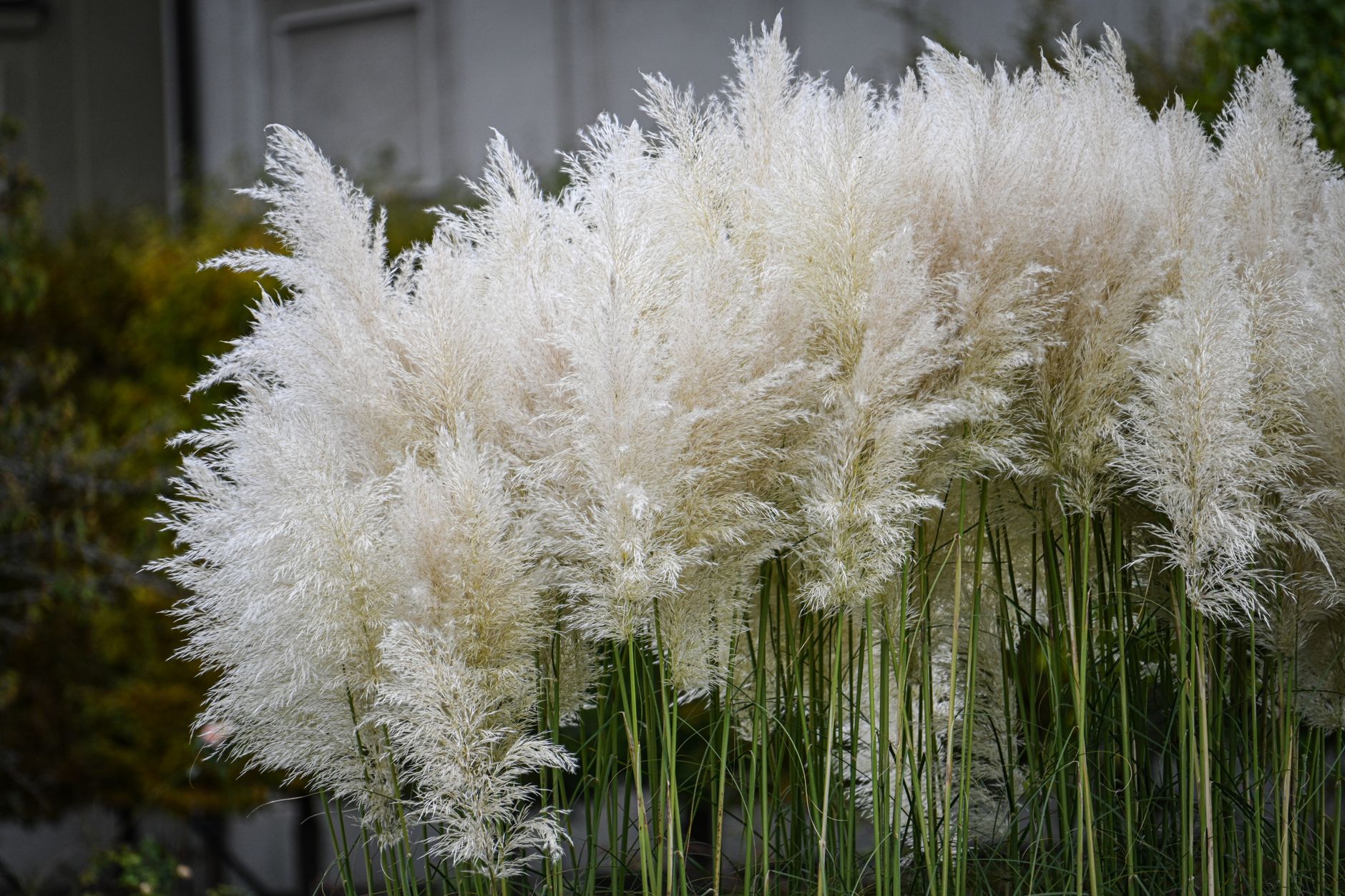 Stunning display of white pampas grass blossoming in a serene outdoor garden setting.