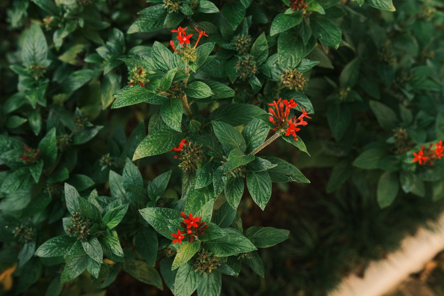 Close-up of vibrant red Pentas lanceolata flowers surrounded by lush green leaves in natural light.