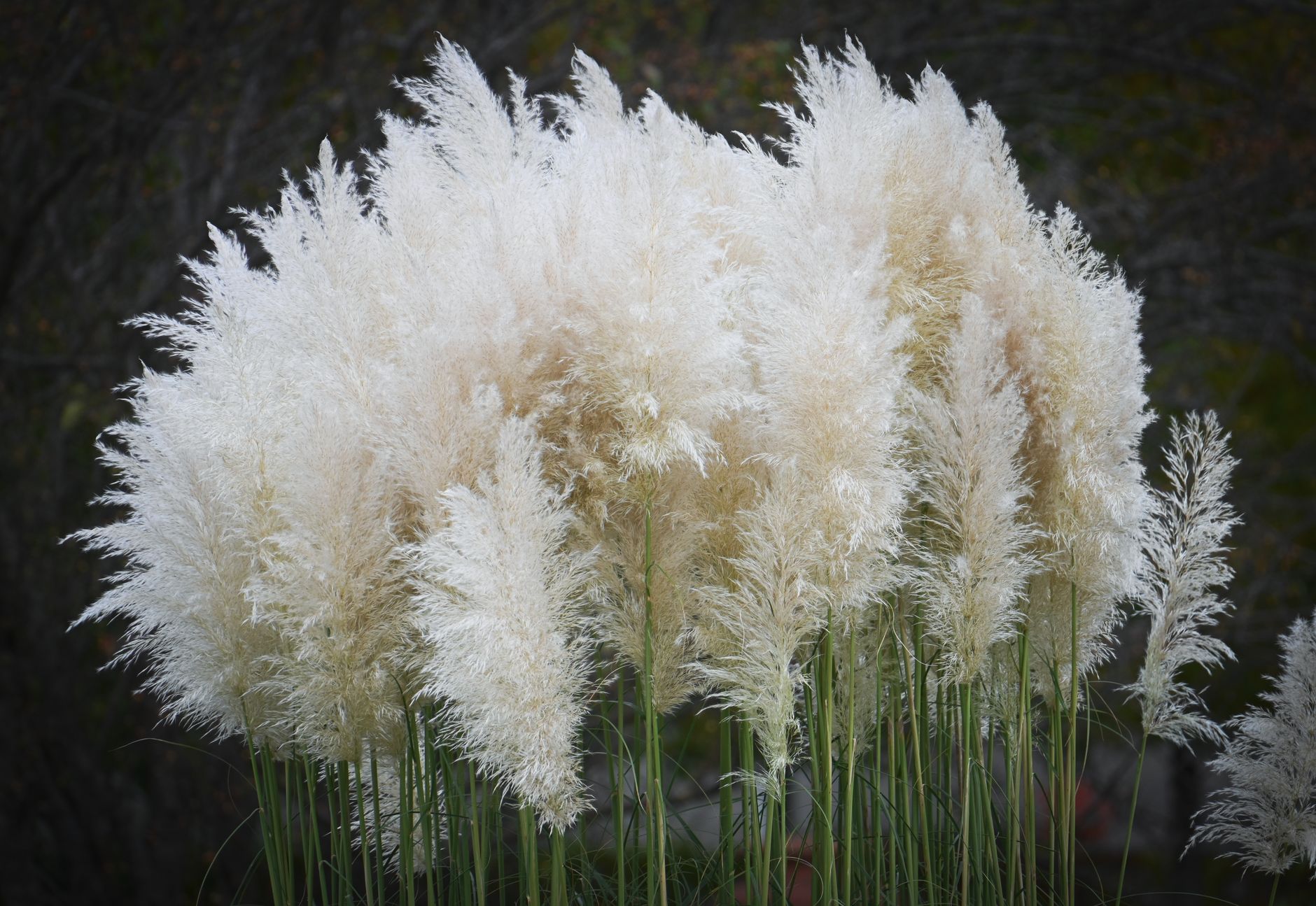 Beautiful white pampas grass (Cortaderia selloana) flourishing in a natural outdoors environment.