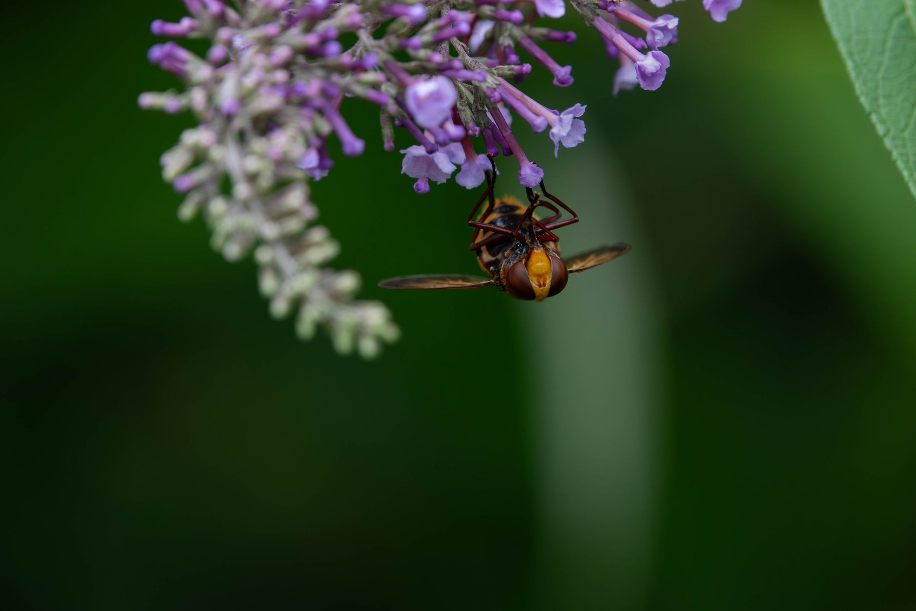 Detailed close-up of a hornet on a purple flower, showcasing nature's intricate details.