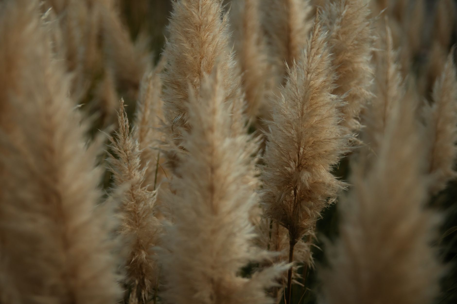 Beautiful close-up of golden pampas grass in autumn, highlighting its soft feathery texture.