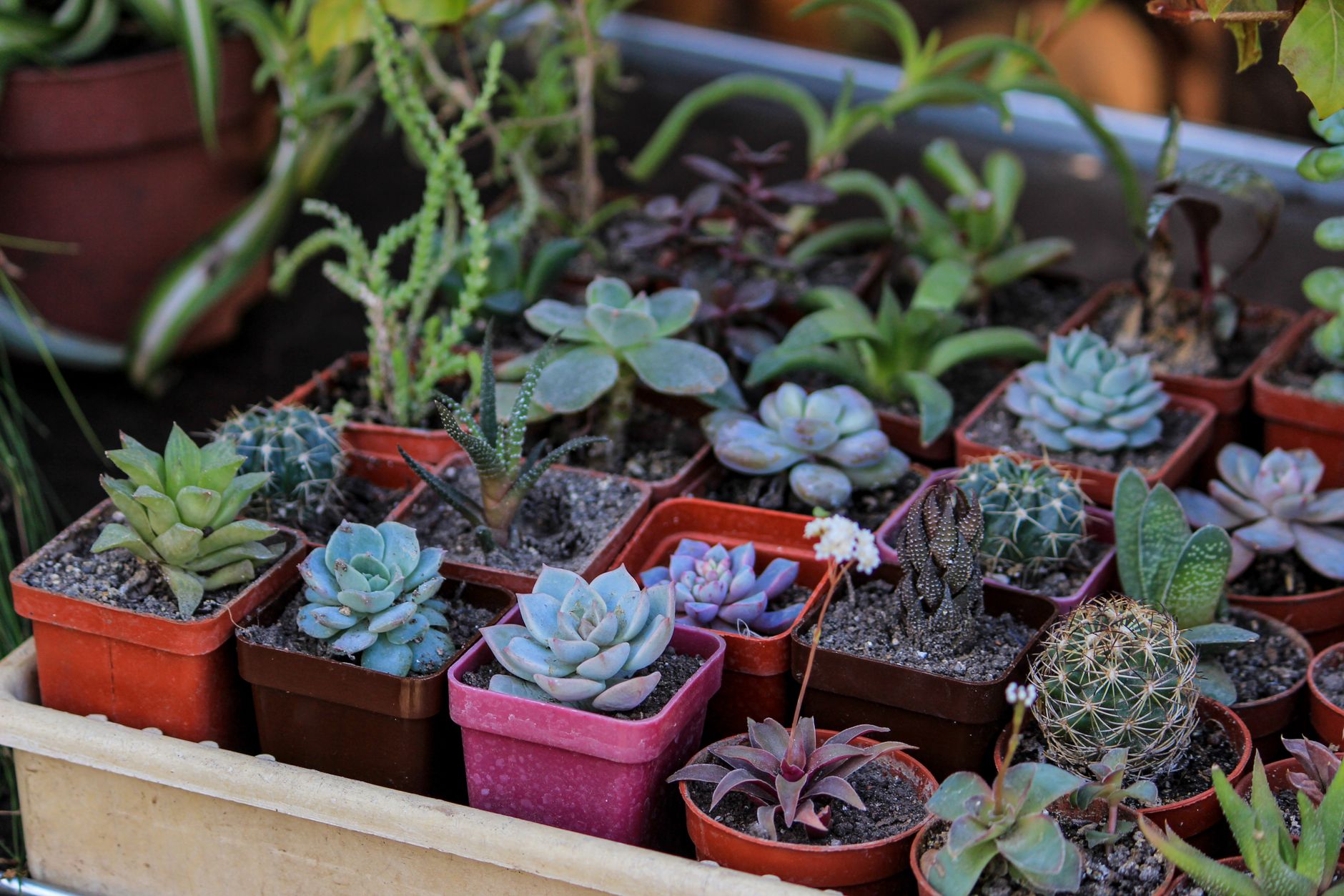 A vibrant collection of succulents displayed in various colorful pots, perfect for home decor.