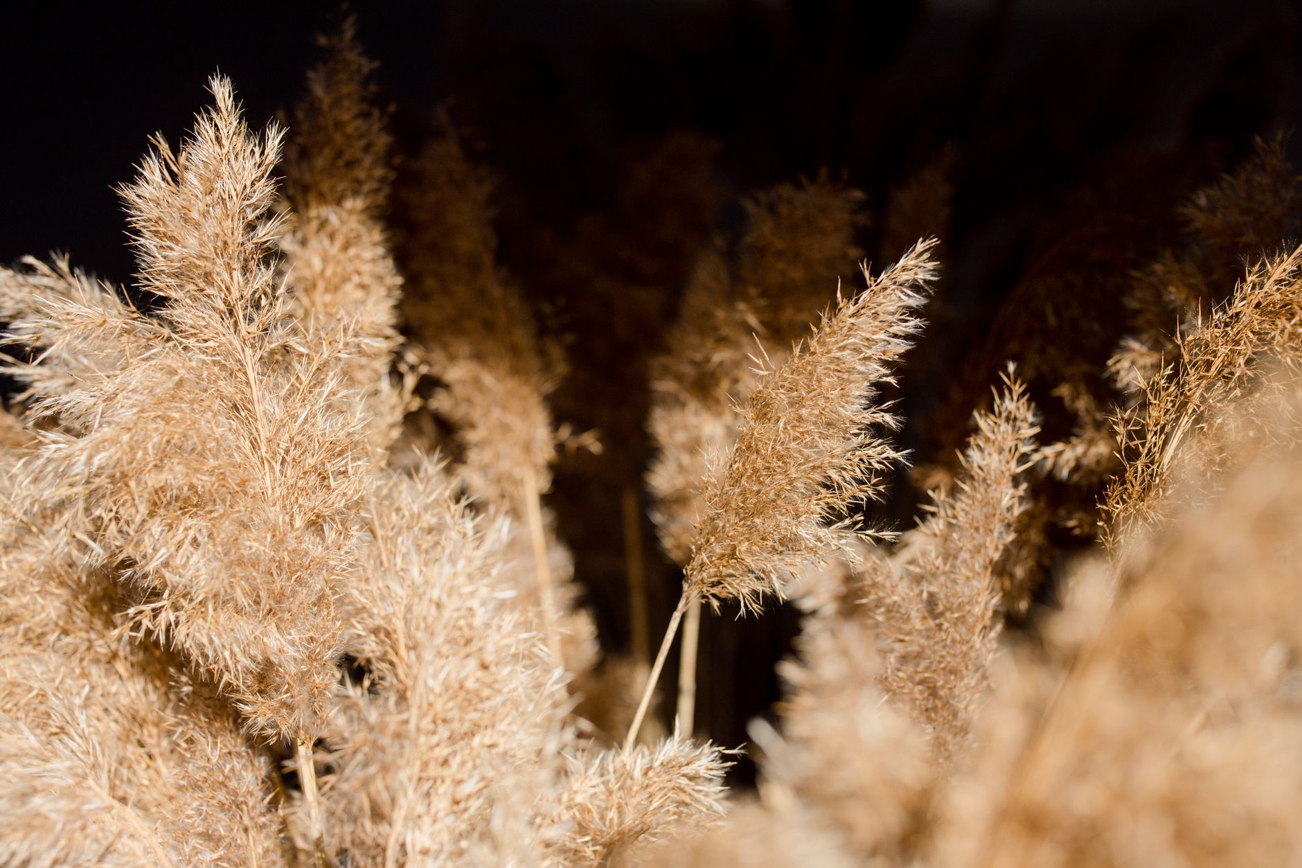 Close-up view of beige pampas grass with intricate details and natural texture.