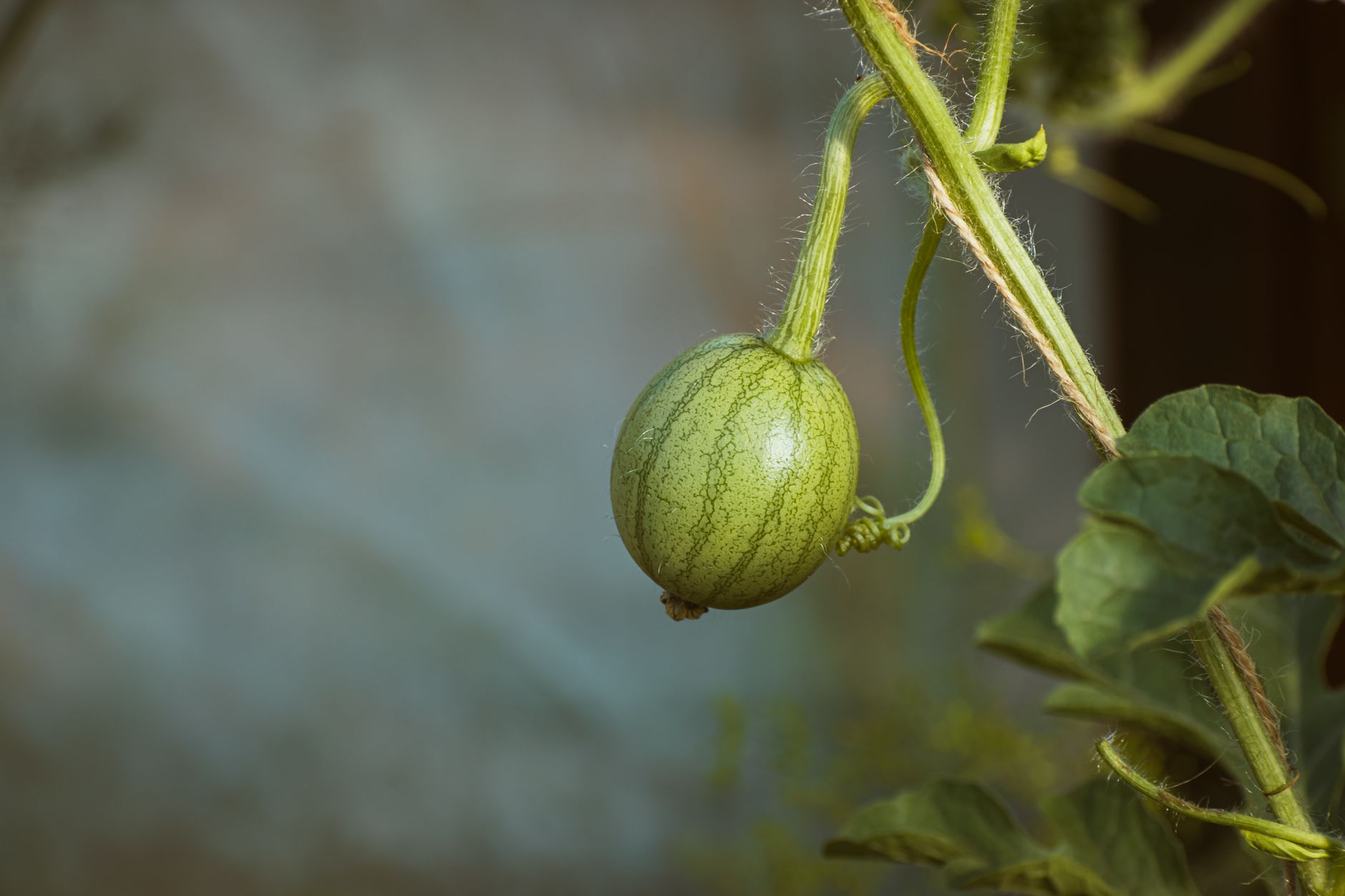 A young watermelon hanging from a vine, showcasing organic growth outdoors.