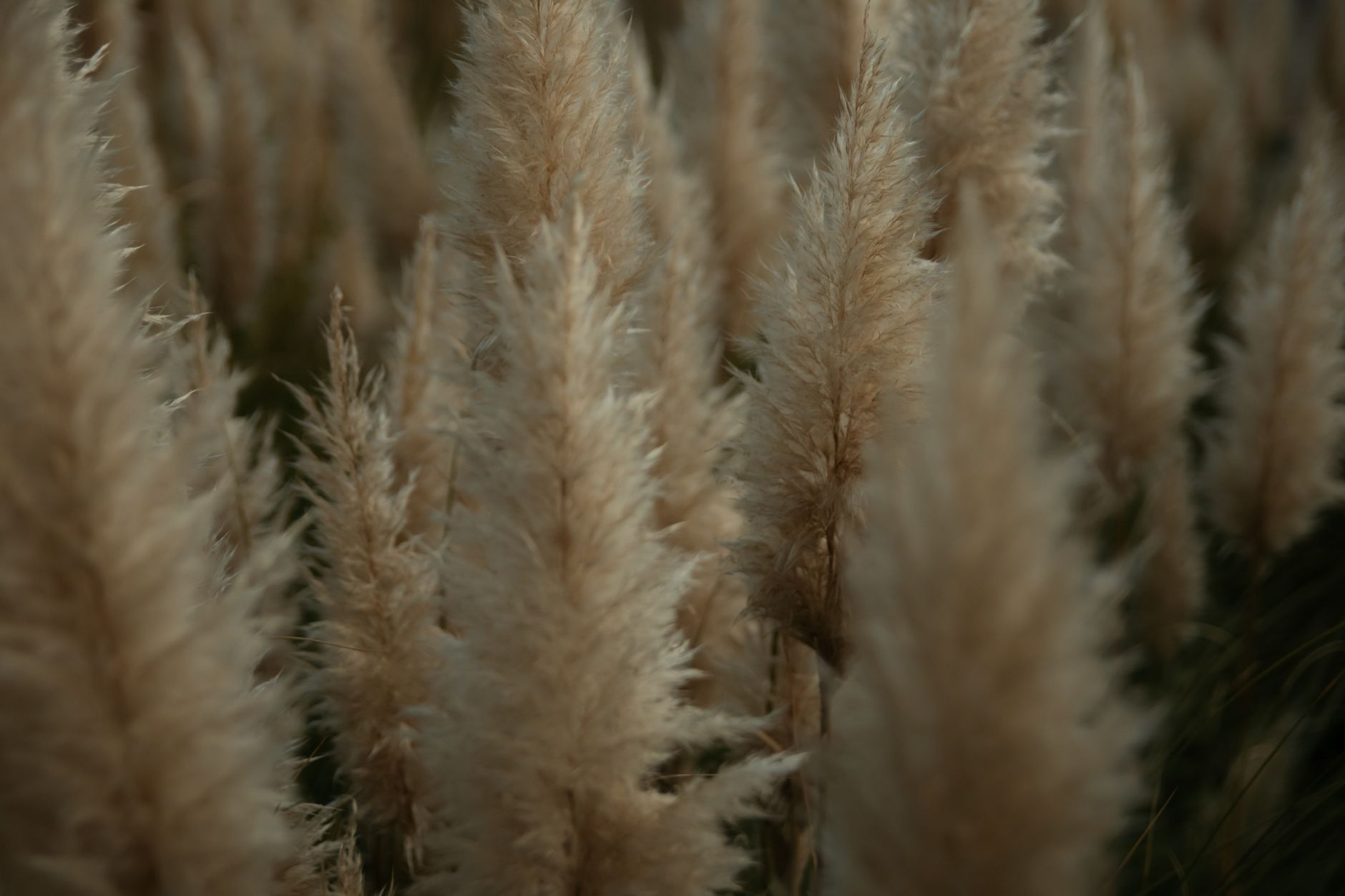 A detailed close-up shot of feathery pampas grass showing its fluffy texture.