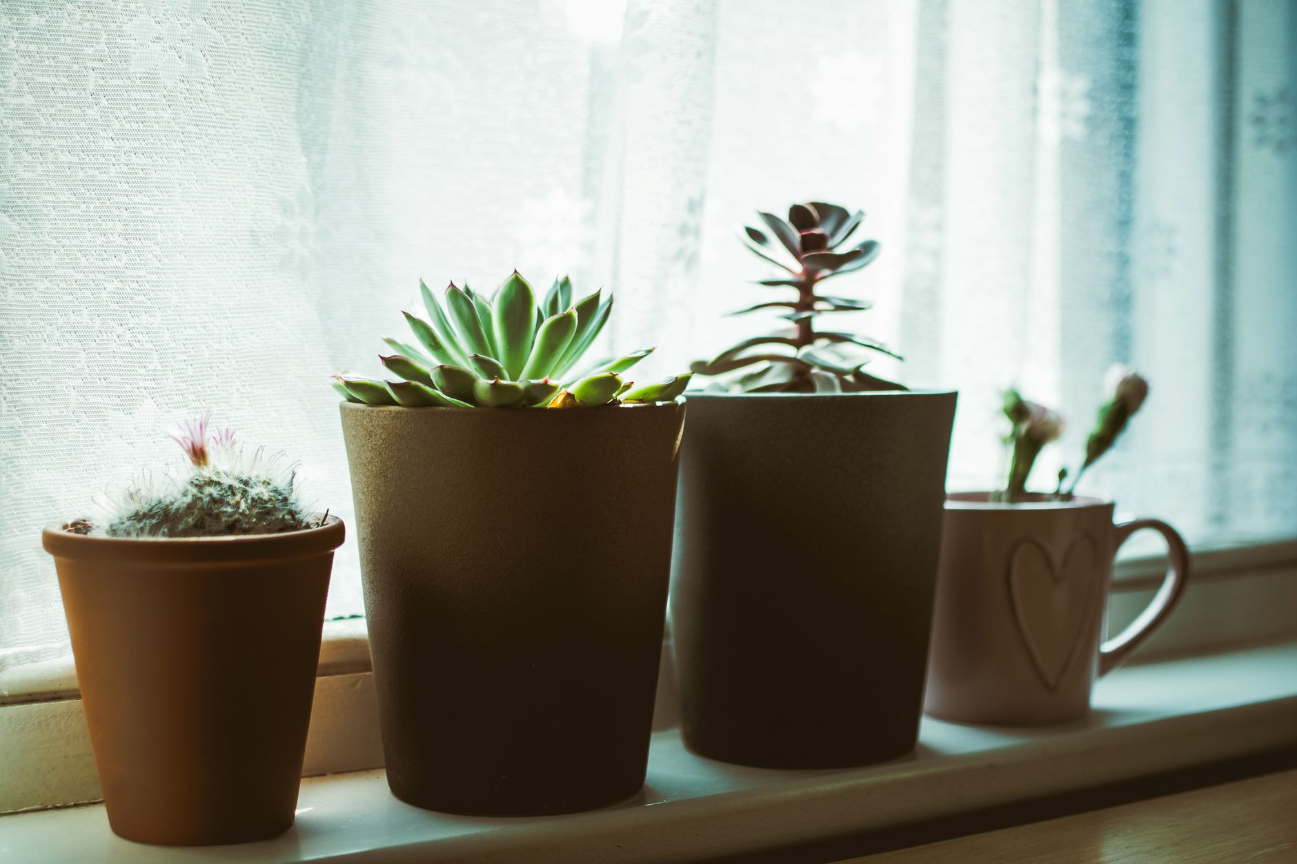 Serene indoor arrangement of succulents and cacti in pots on a windowsill, perfect for interior decor inspiration.