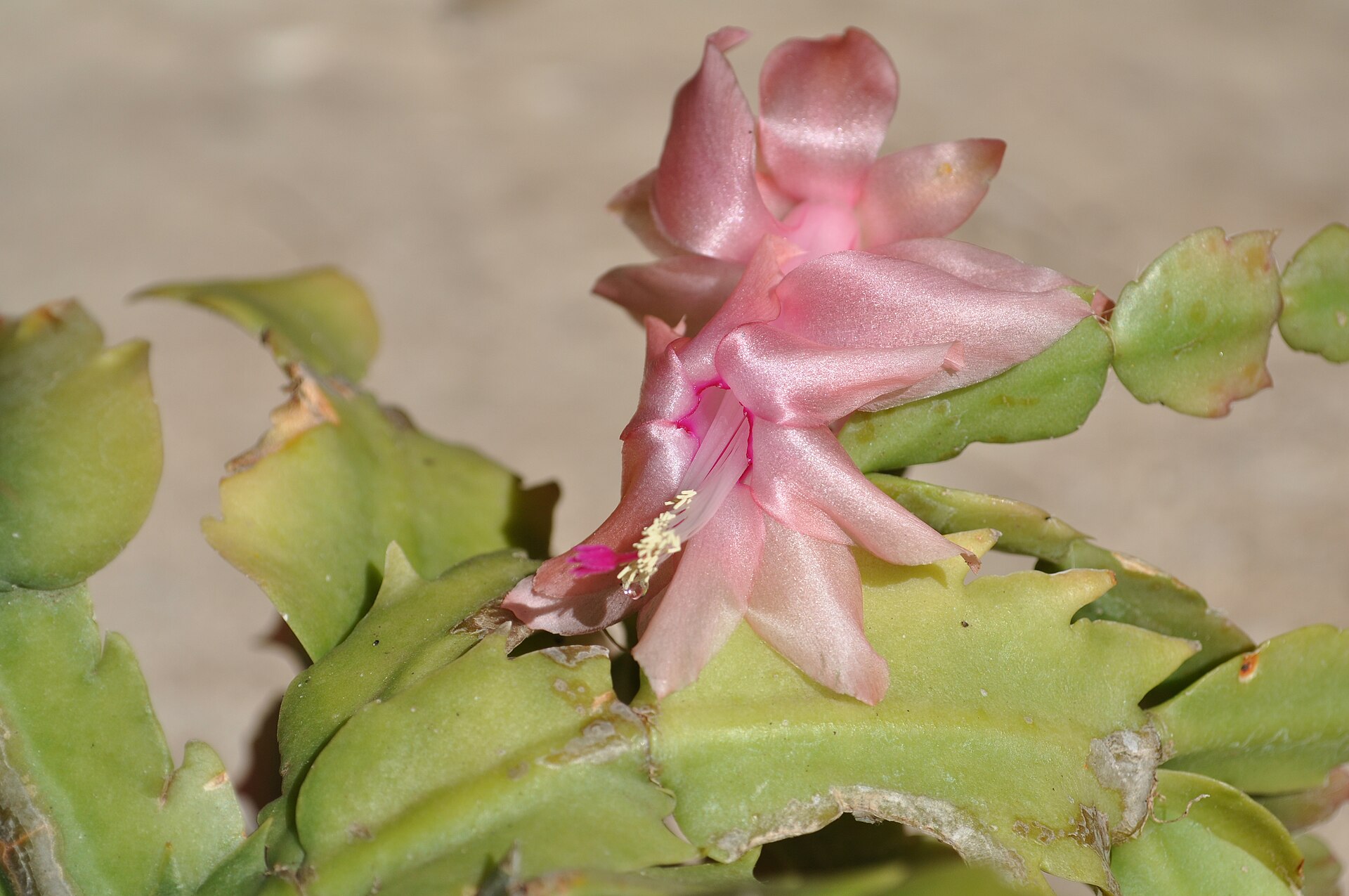 A Christmas cactus in bloom