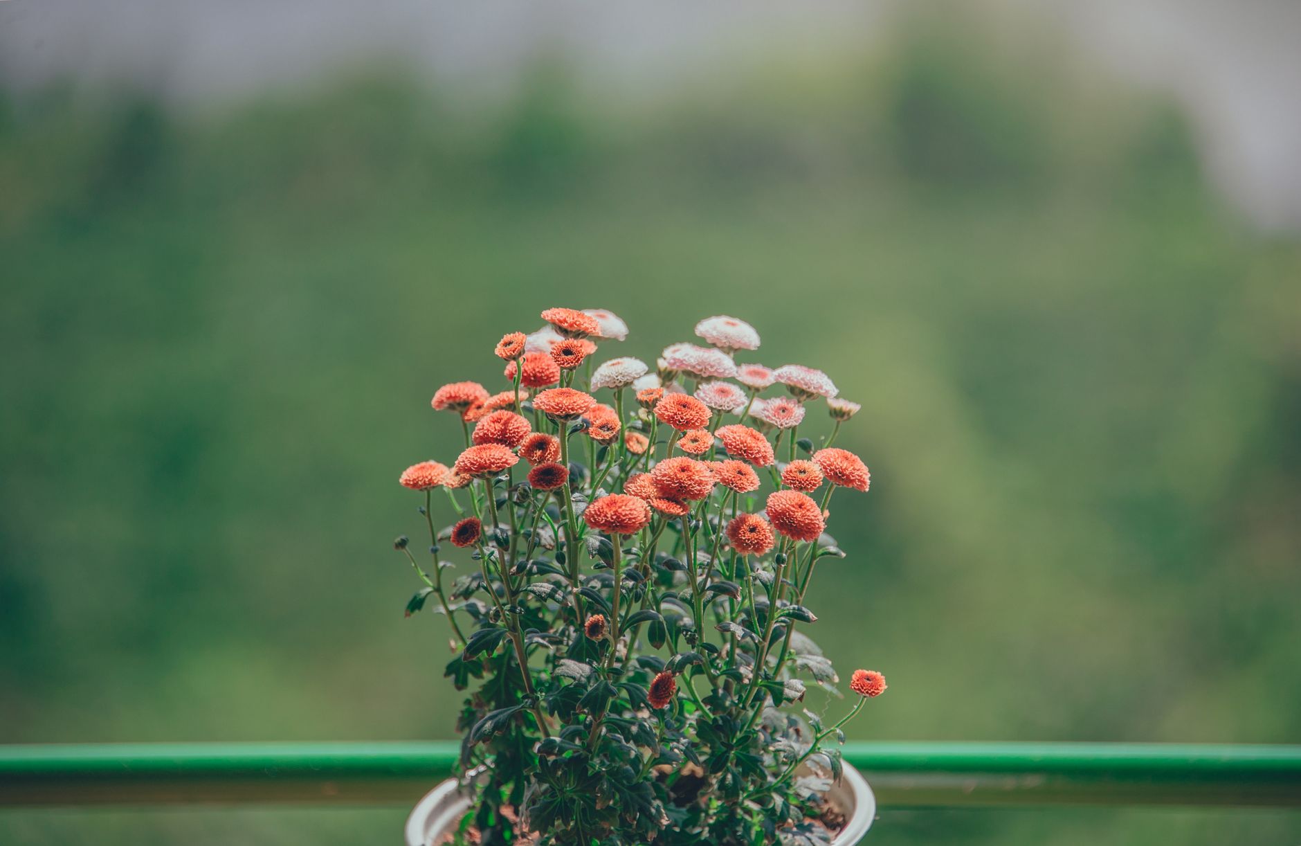 A colorful flower pot with blossoming Chrysanthemums outdoors on a railing.