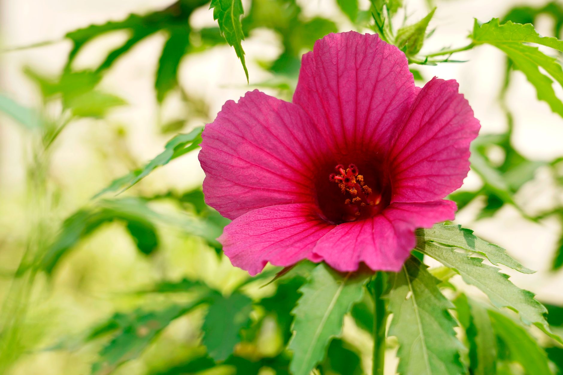 Close-up of a vibrant pink hibiscus flower surrounded by lush green leaves, capturing nature's beauty.