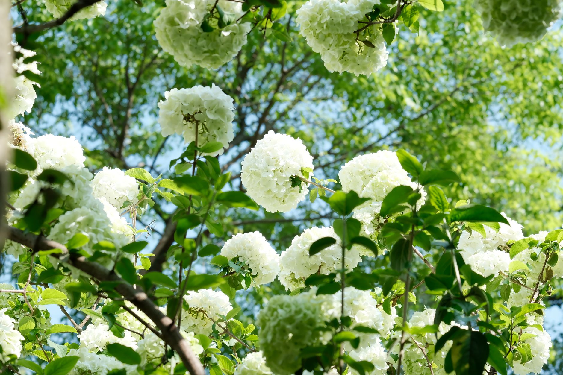 Beautiful white hydrangeas bloom in a lush green garden under bright sunlight.