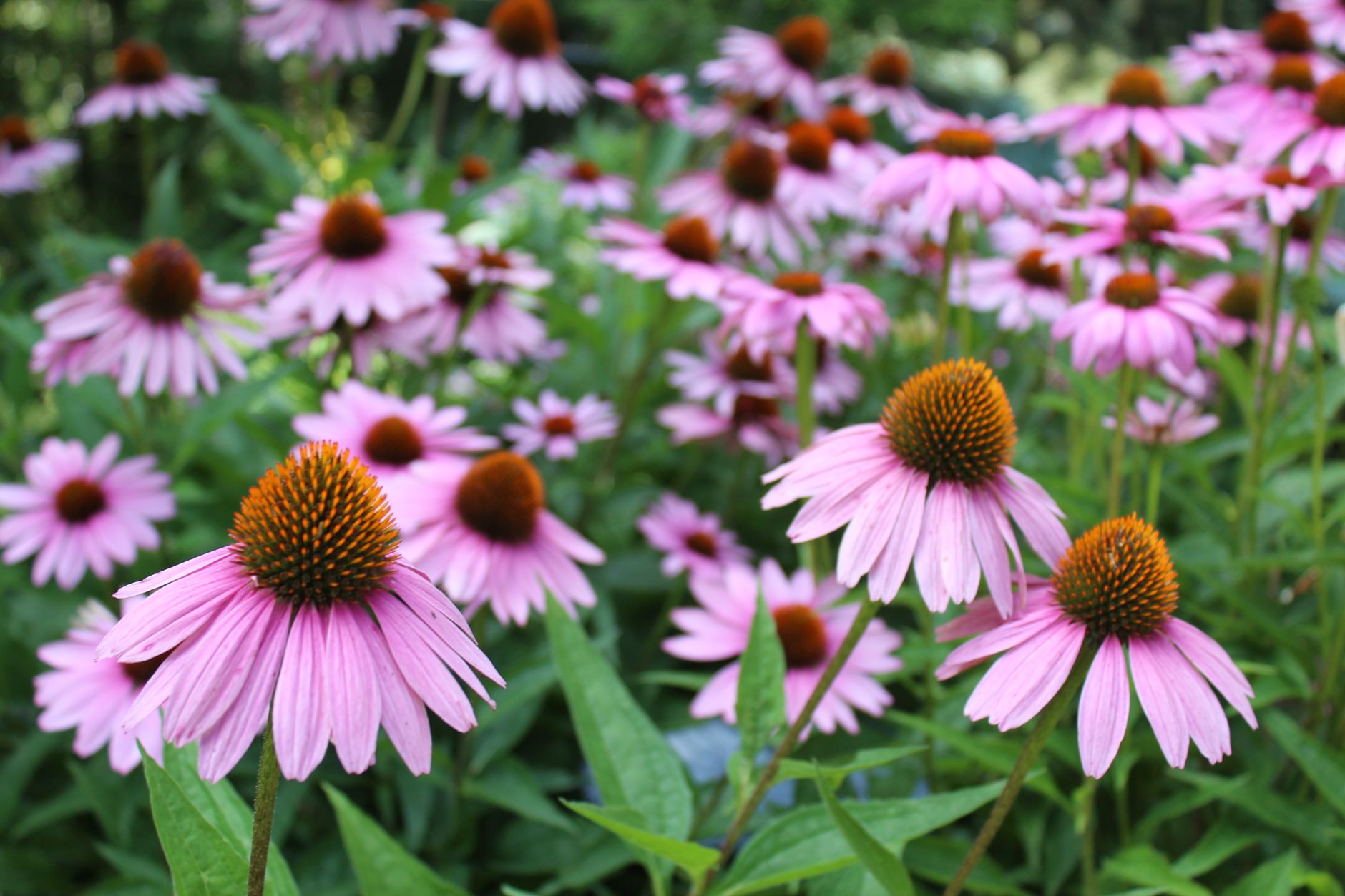 A vibrant scene of pink coneflowers blooming richly in an outdoor garden setting.
