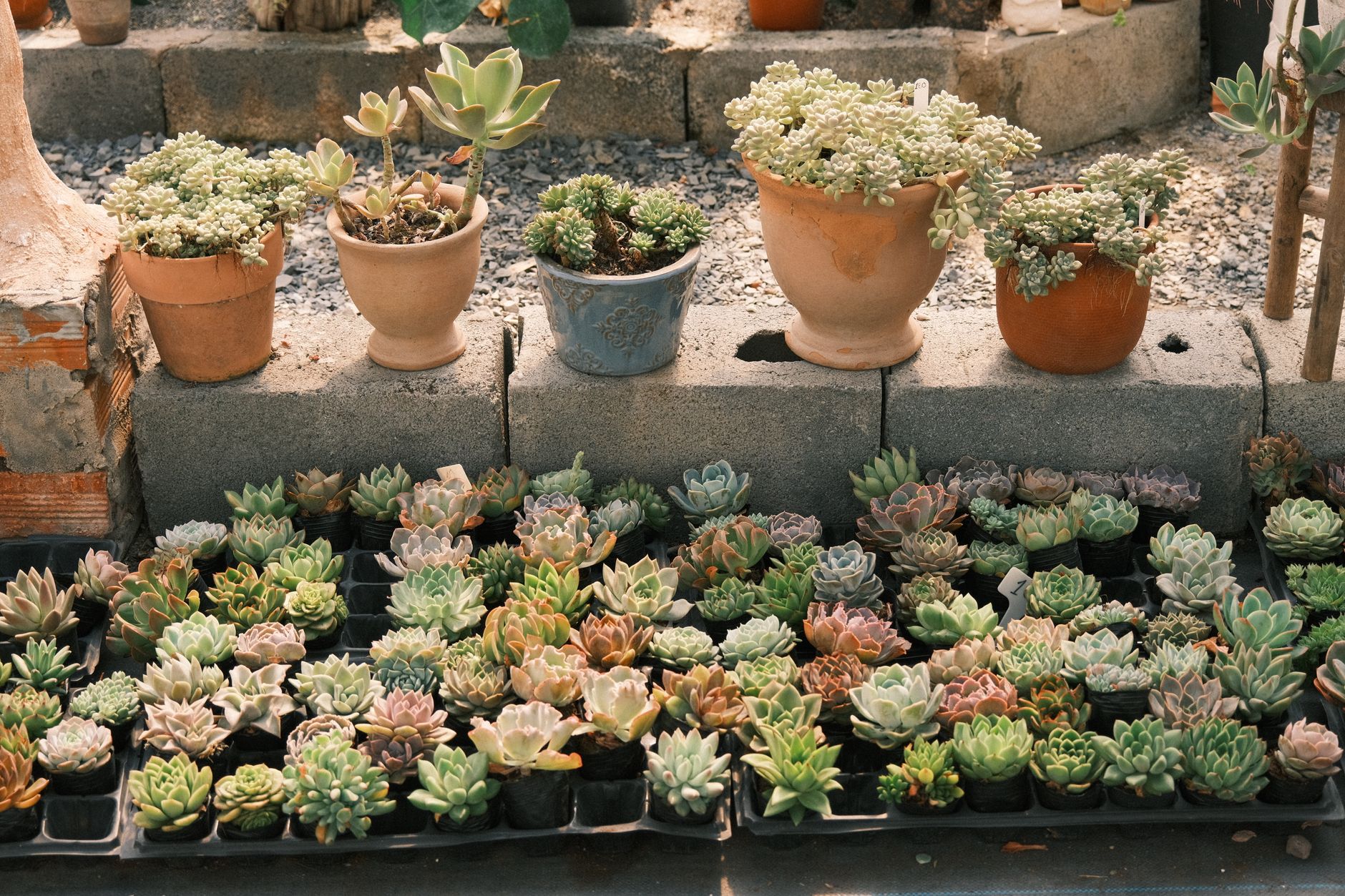 A colorful arrangement of succulents in pots and trays outside, perfect for garden inspiration.