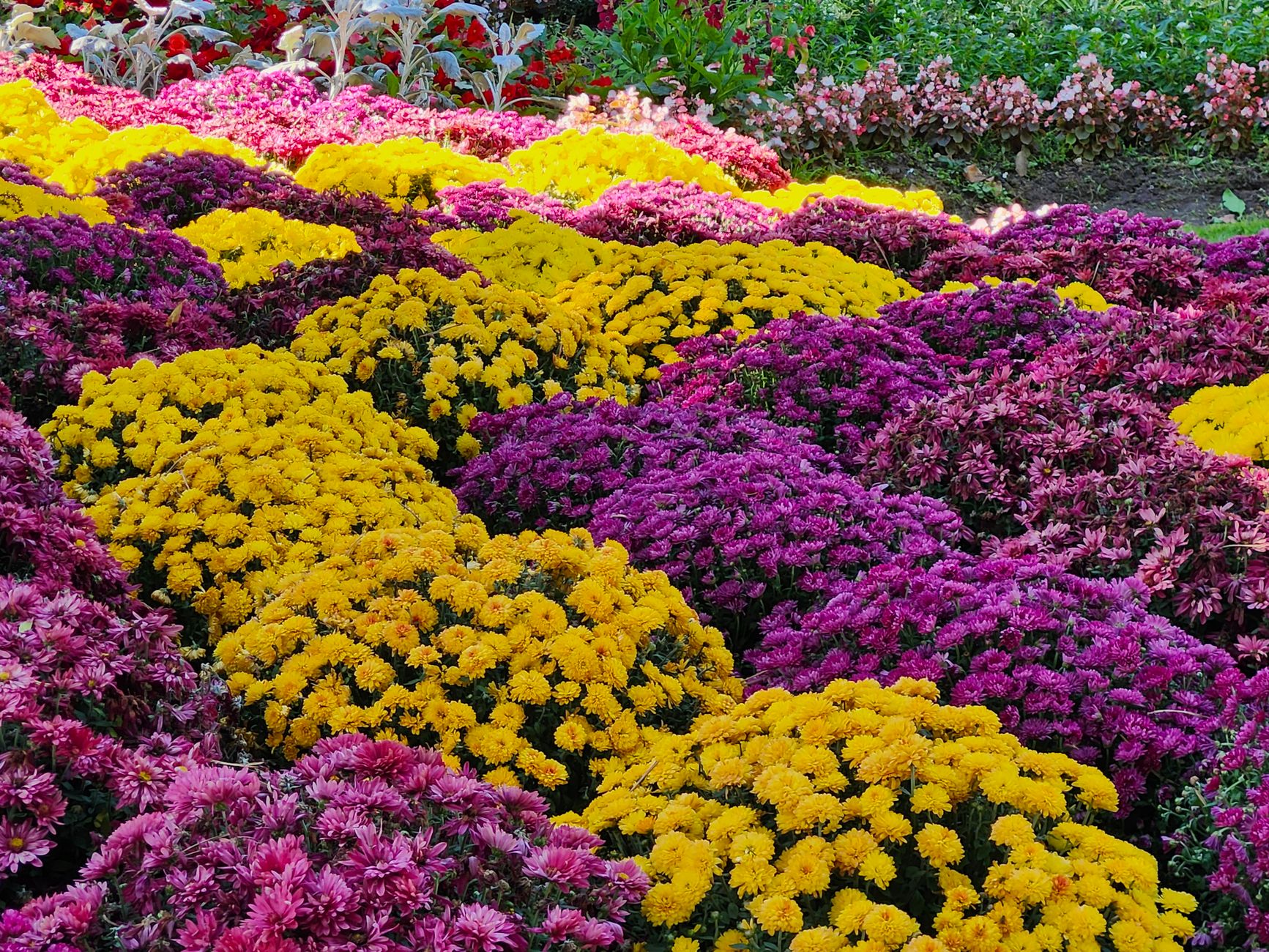 A colorful display of chrysanthemums in full bloom during autumn, showcasing vivid yellow, purple, and pink hues.