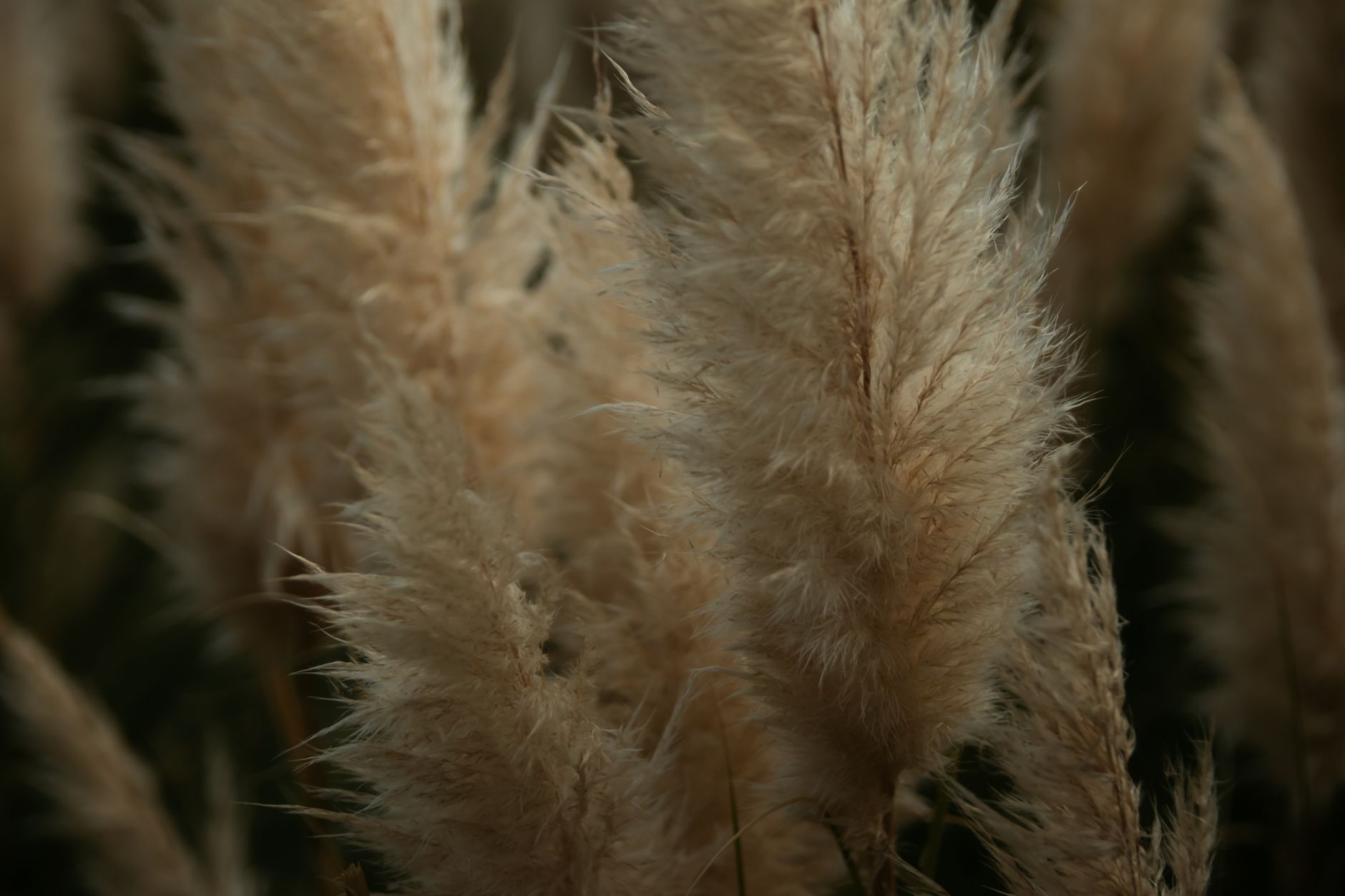 Detailed close-up of soft, fluffy pampas grass with a muted, blurry background, capturing the natural texture and color.