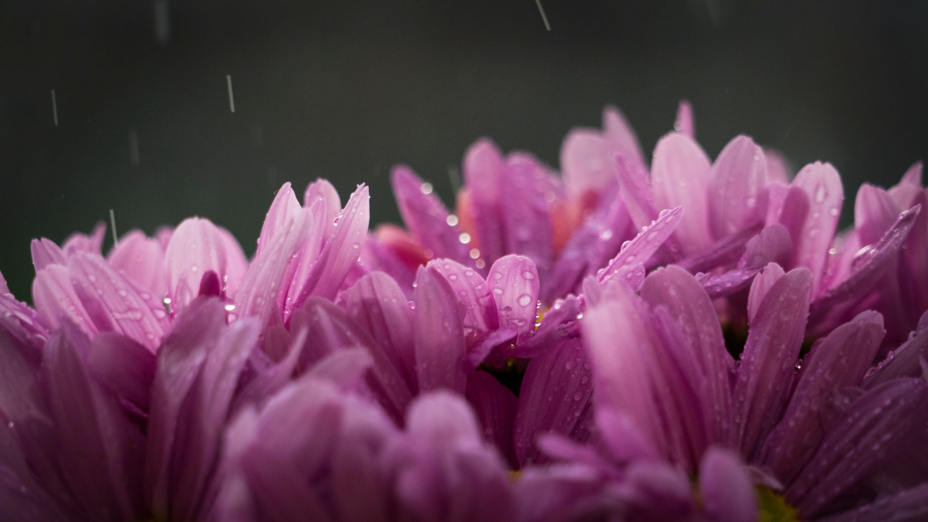 Close-up of blooming pink chrysanthemums with raindrops, captured on a rainy day.