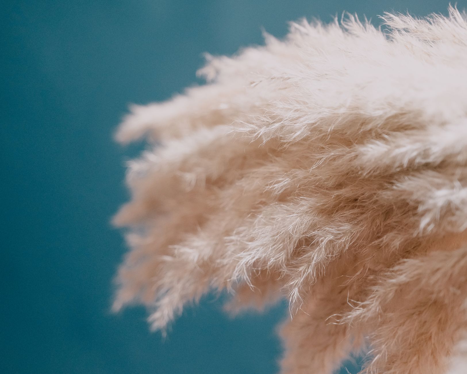 Cortaderia selloana plants with fluffy soft inflorescence plumes and thin stems placed on blue background in light place